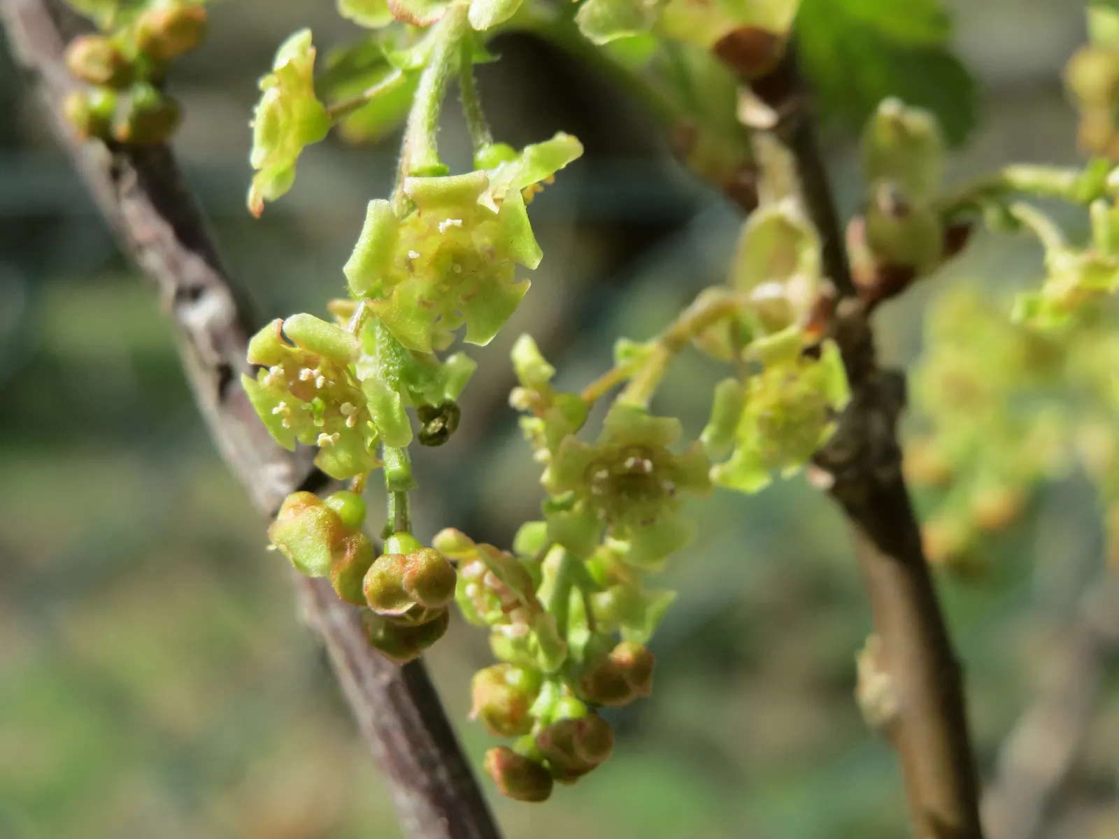 Garden Red Currant (Ribes Rubrum) — Regular pruning will maintain an attractive shape and encourage fruit production; ripening from translucent, image 81