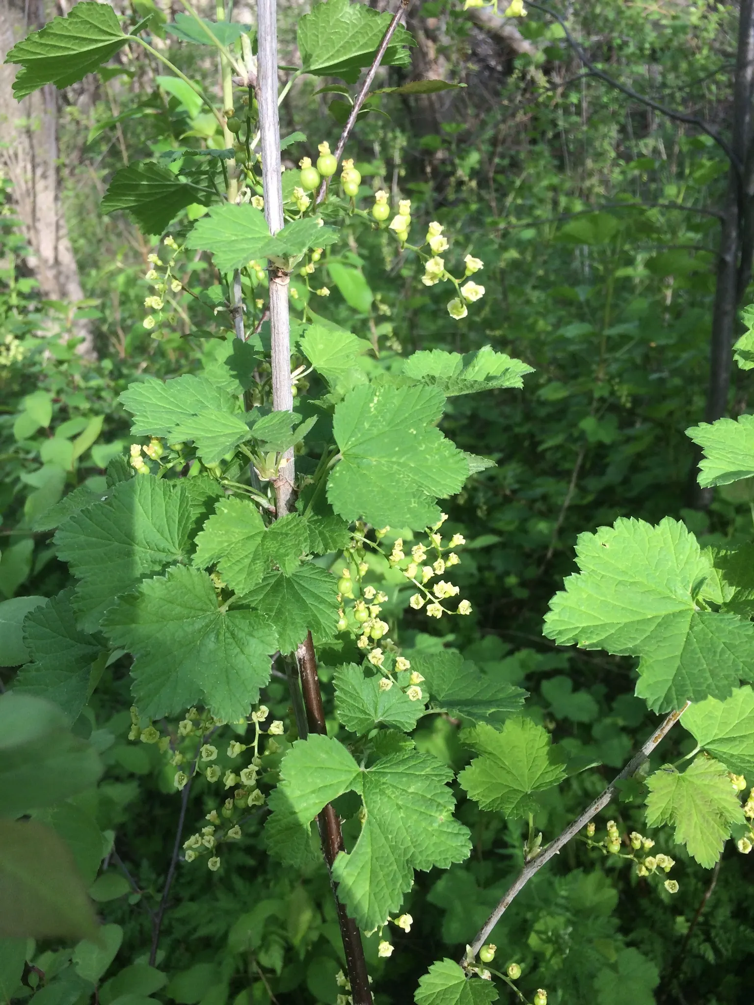 Garden Red Currant (Ribes Rubrum) — scientifically known as Ribes rubrum; the plant produces modest racemes of dainty white or greenish flowers, image 64