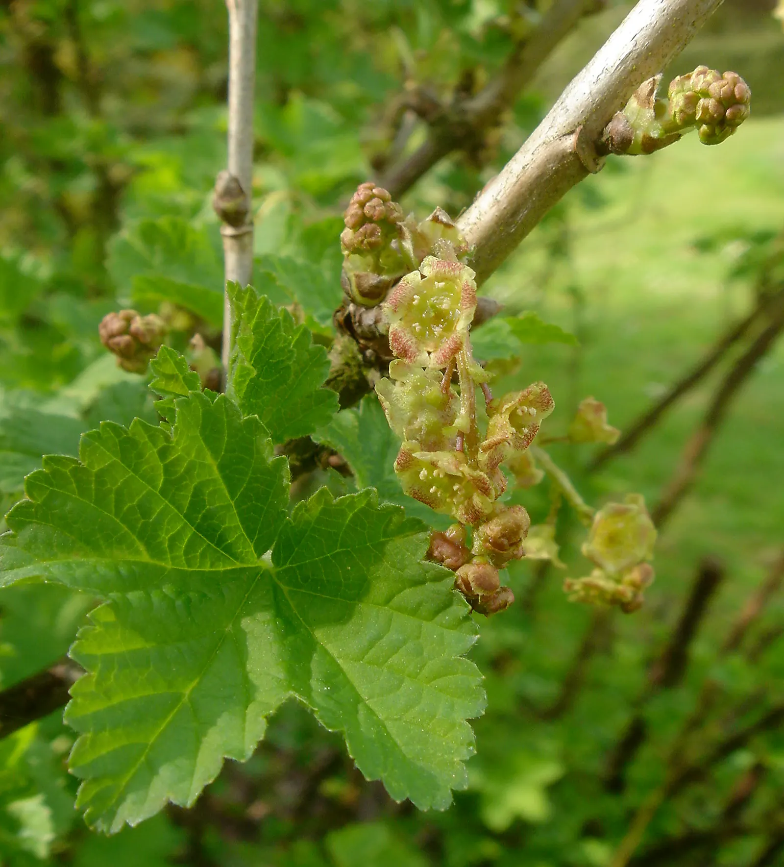 Garden Red Currant (Ribes Rubrum) — The currants are also high in vitamins and antioxidants