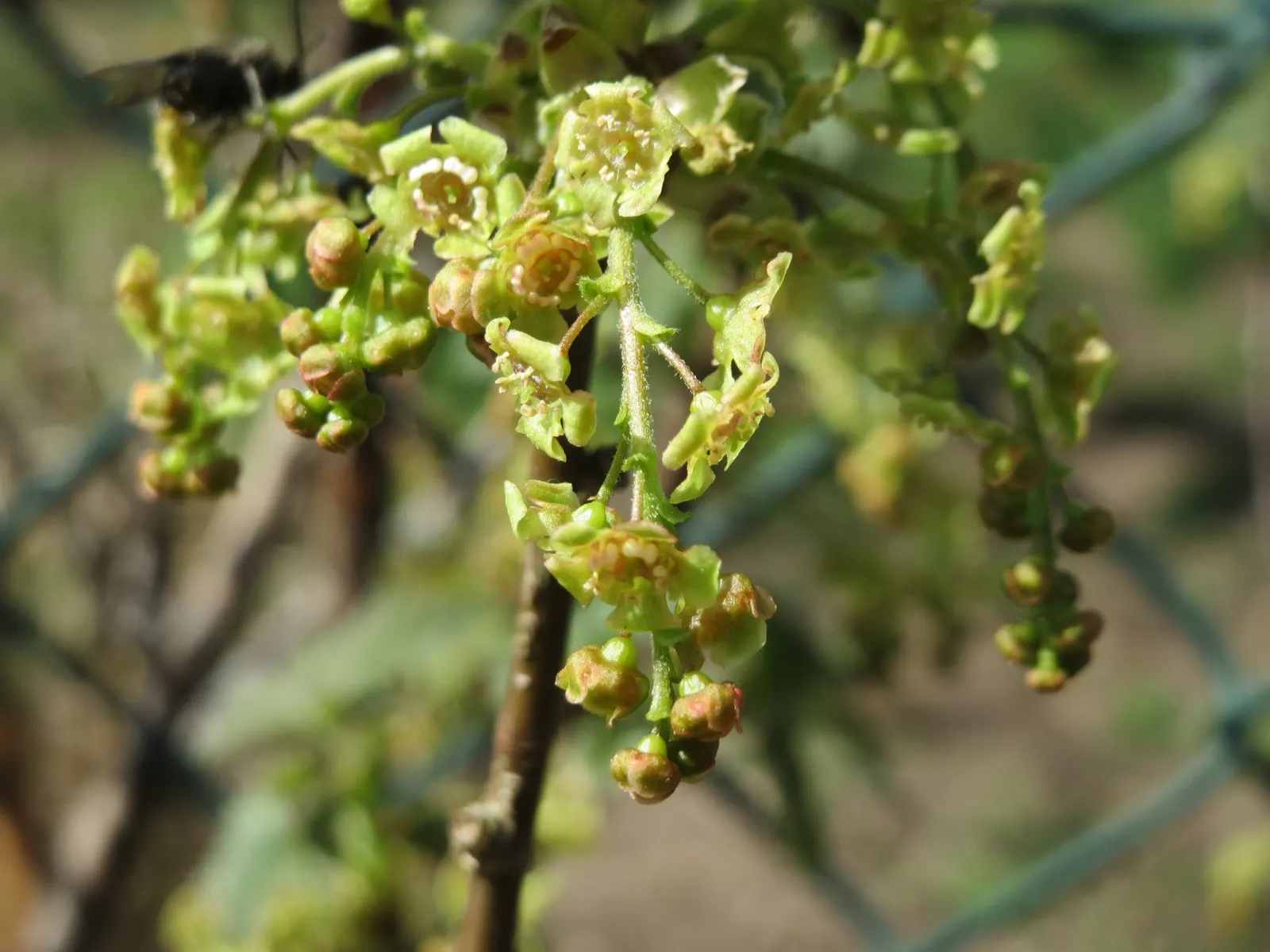 Garden Red Currant (Ribes Rubrum) — adding a nutritious aspect to their ornamental value.<br><br>For landscape architects; is a deciduous shrub, image 76