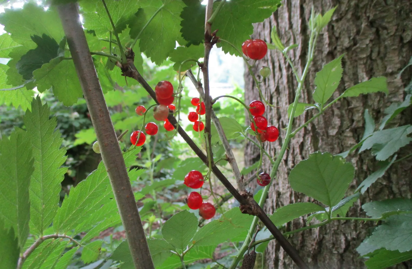 Garden Red Currant (Ribes Rubrum) — Space plants approximately 4-6 feet apart to ensure ample growth and airflow