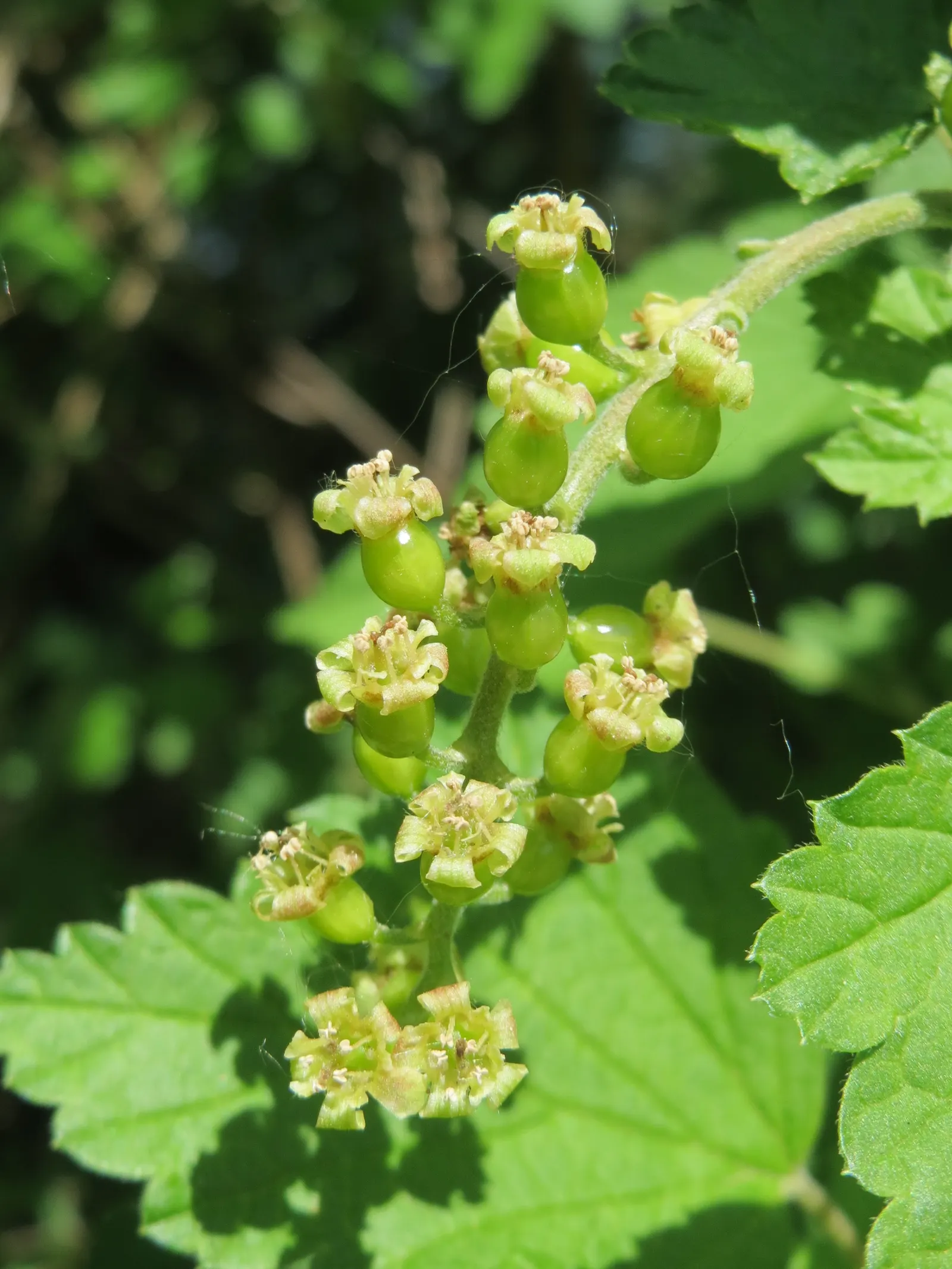 Garden Red Currant (Ribes Rubrum) — consider its potential as a border plant