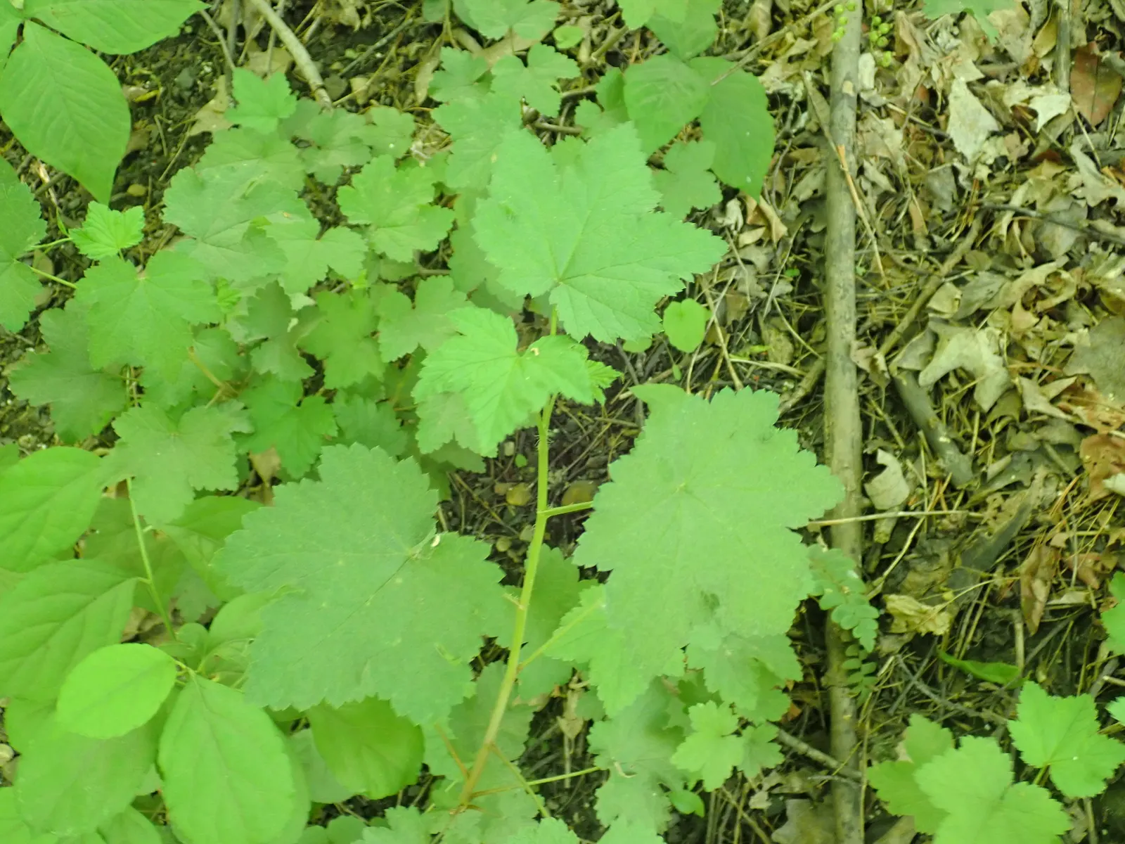 Garden Red Currant (Ribes Rubrum) — it's important to note that Ribes rubrum prefers well-drained; each approximately 1/4 to 3/8 inch in diameter