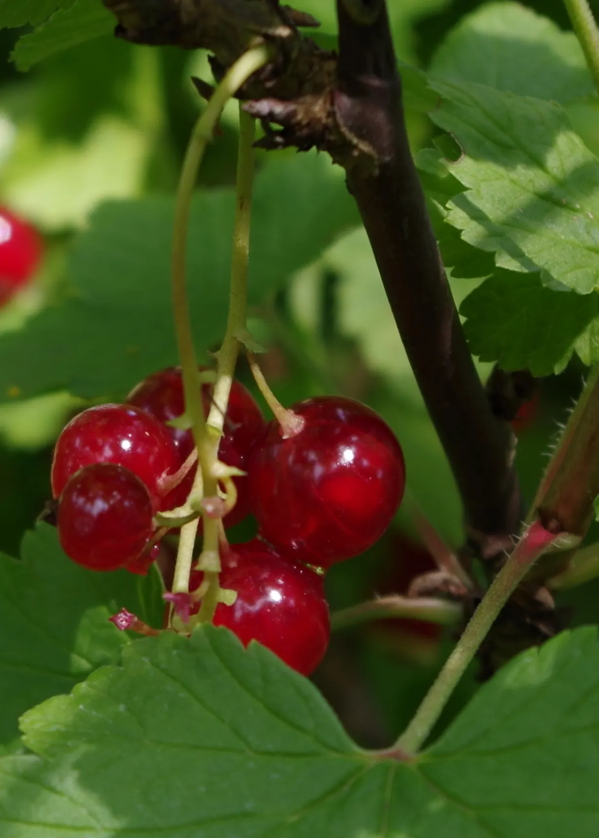 Garden Red Currant (Ribes Rubrum) — tolerating temperatures down to about -40 degrees Fahrenheit