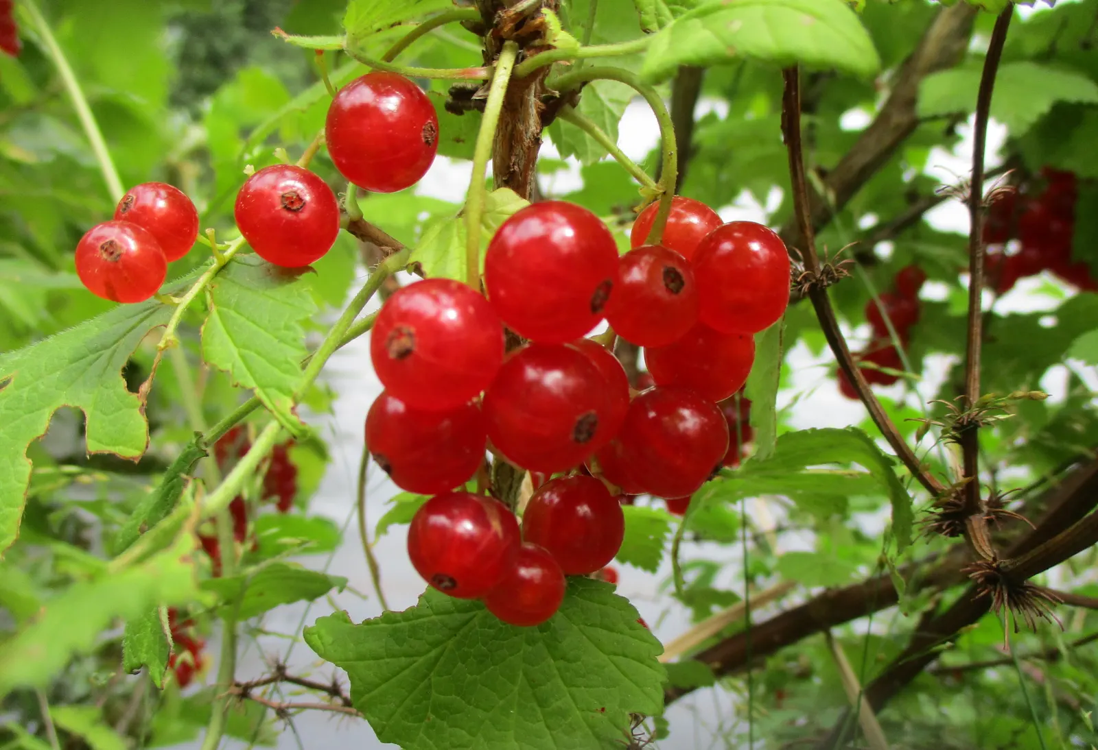 Garden Red Currant (Ribes Rubrum) — are a visual and edible treat, image 102