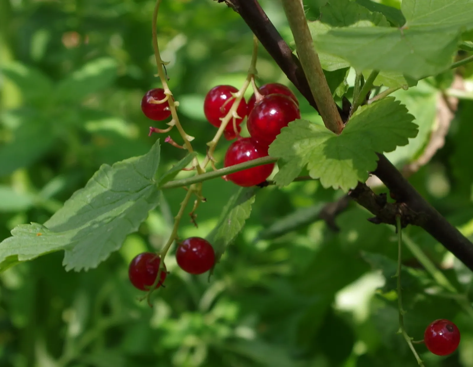 Garden Red Currant (Ribes Rubrum) — the plant produces modest racemes of dainty white or greenish flowers; textured backdrop throughout the growing, image 68