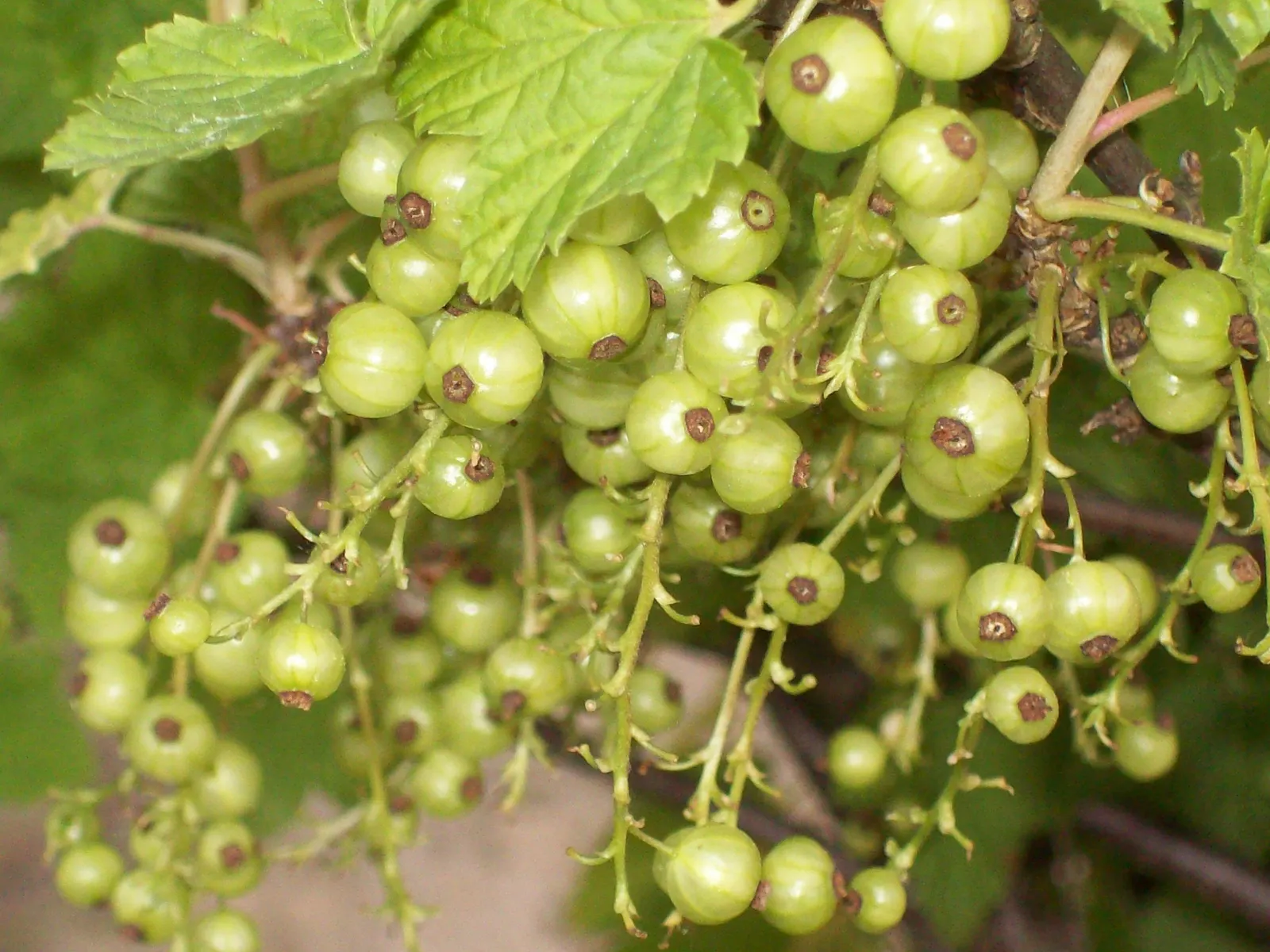 Garden Red Currant (Ribes Rubrum) — and low-maintenance requirements