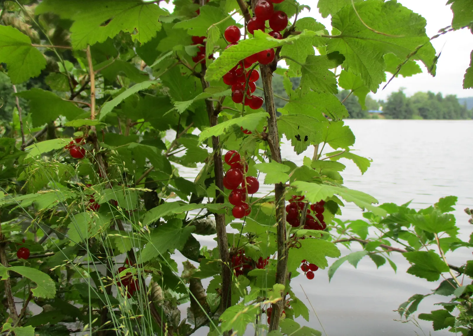 Garden Red Currant (Ribes Rubrum) — This plant typically grows to a height of 3 to 5 feet with a similar spread; when incorporating Red Currant, image 95
