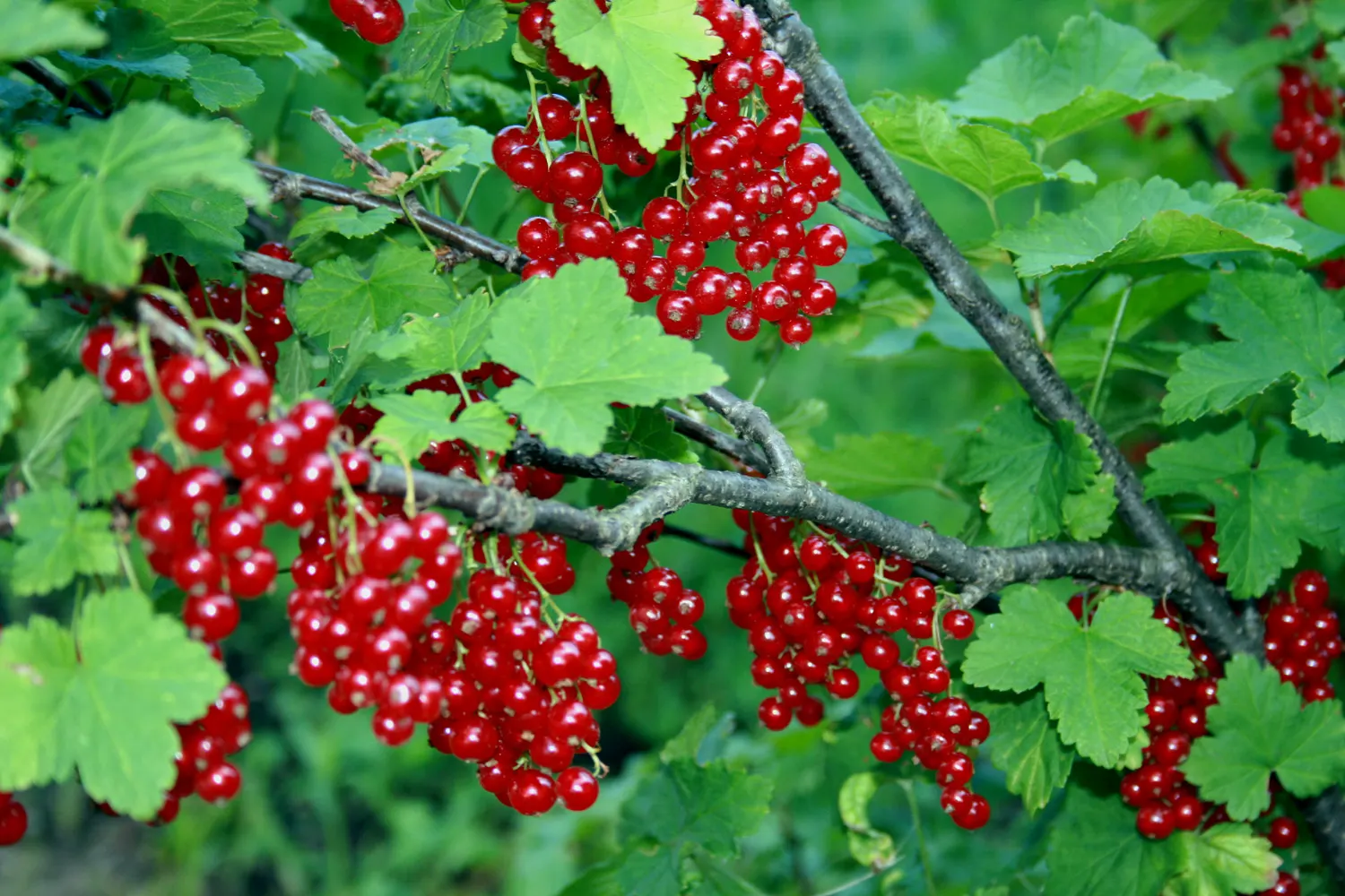 Garden Red Currant (Ribes Rubrum) — Esteemed for its clusters of bright red berries, the plant offers a tart flavor popular in culinary uses; which are a