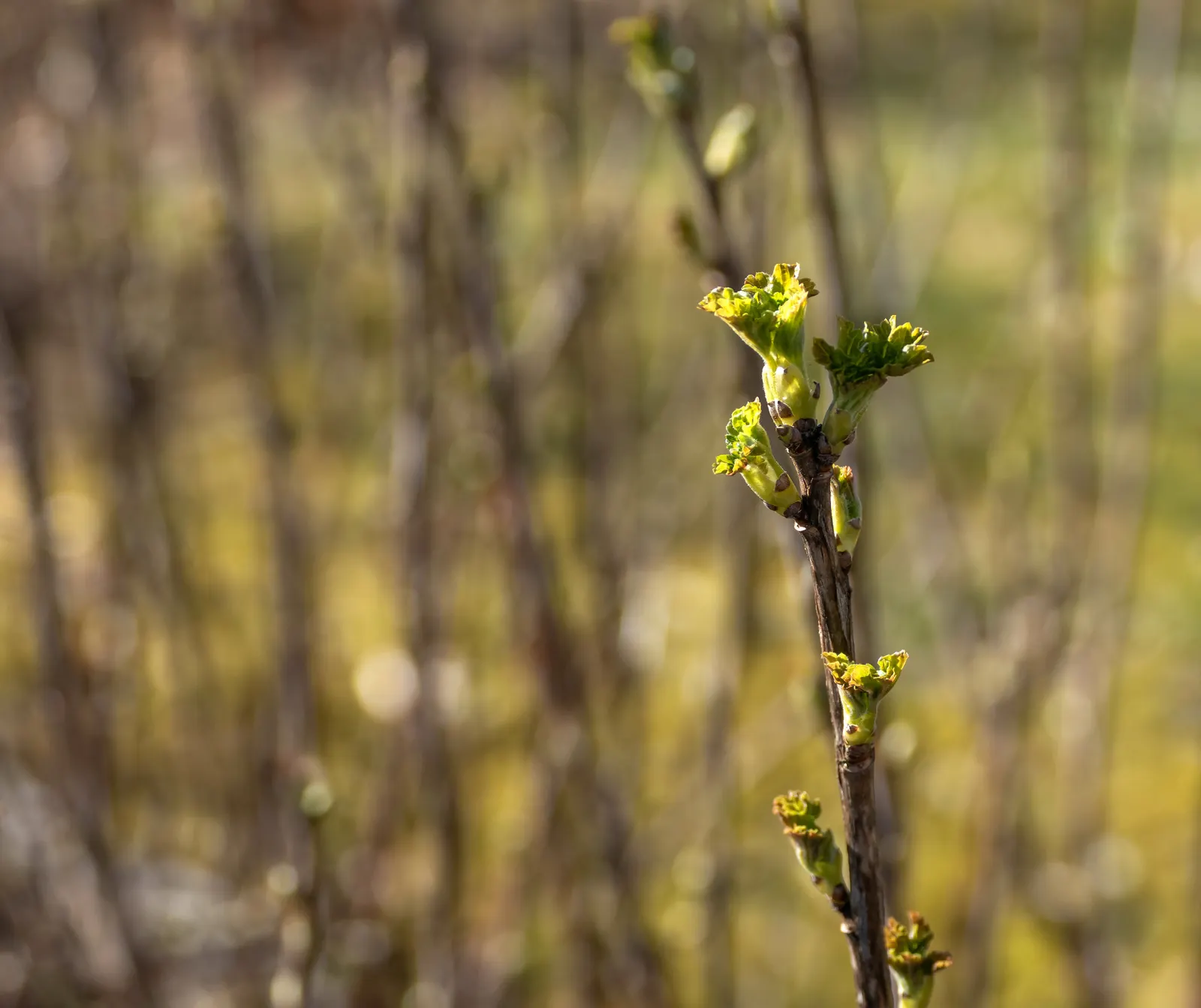 Garden Red Currant (Ribes Rubrum) — making the Garden Red Currant a delightful choice for their garden; it's important to note that Ribes rubrum, image 86