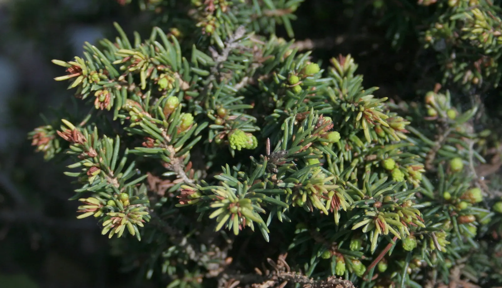 Little Gem Spruce (Picea Abies 'Little Gem') — short needles of verdant green
