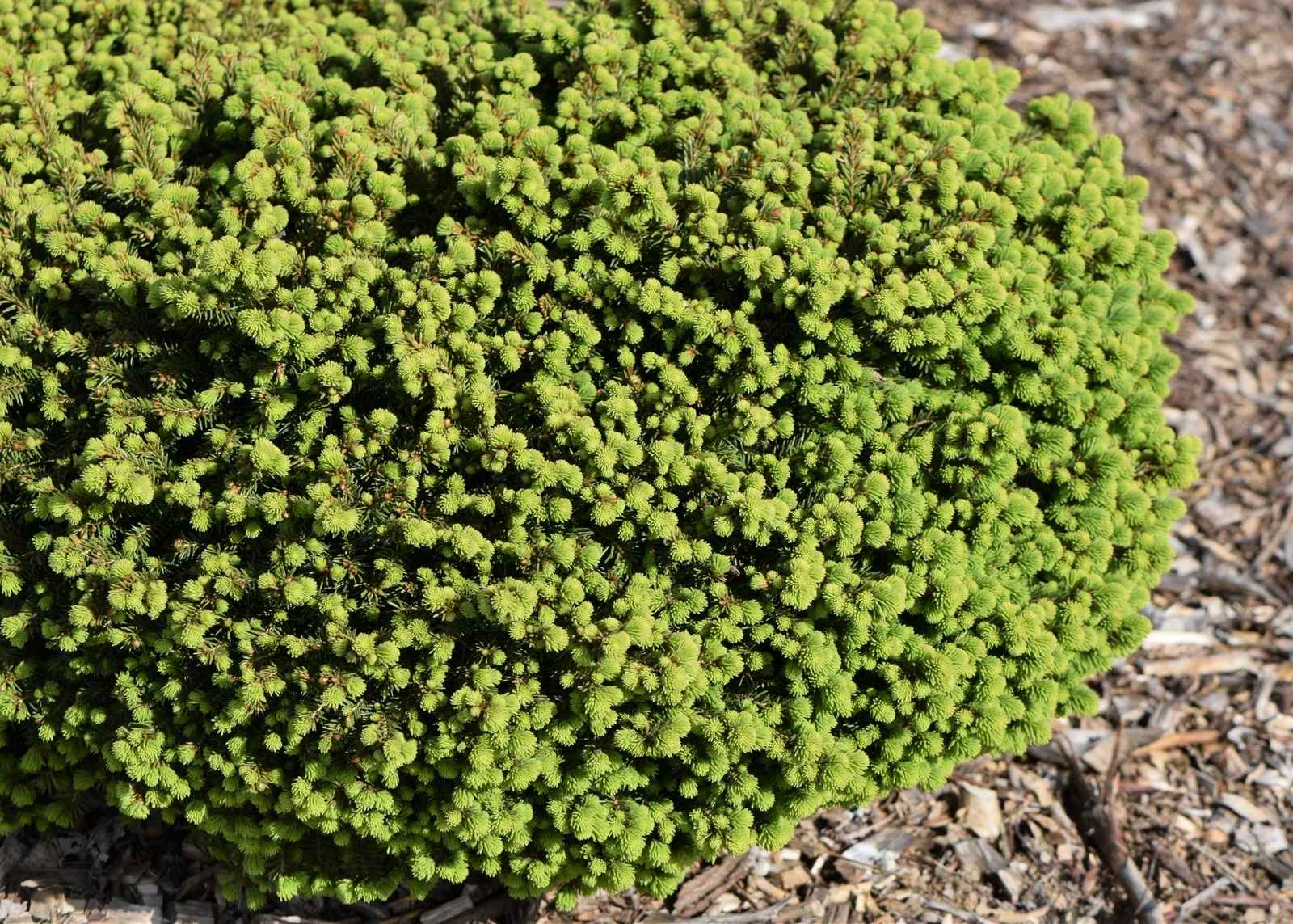 Little Gem Spruce (Picea Abies 'Little Gem') — This slow-grower (2-4 inches/year) is ideal for small gardens, rockeries, or as a ground cover