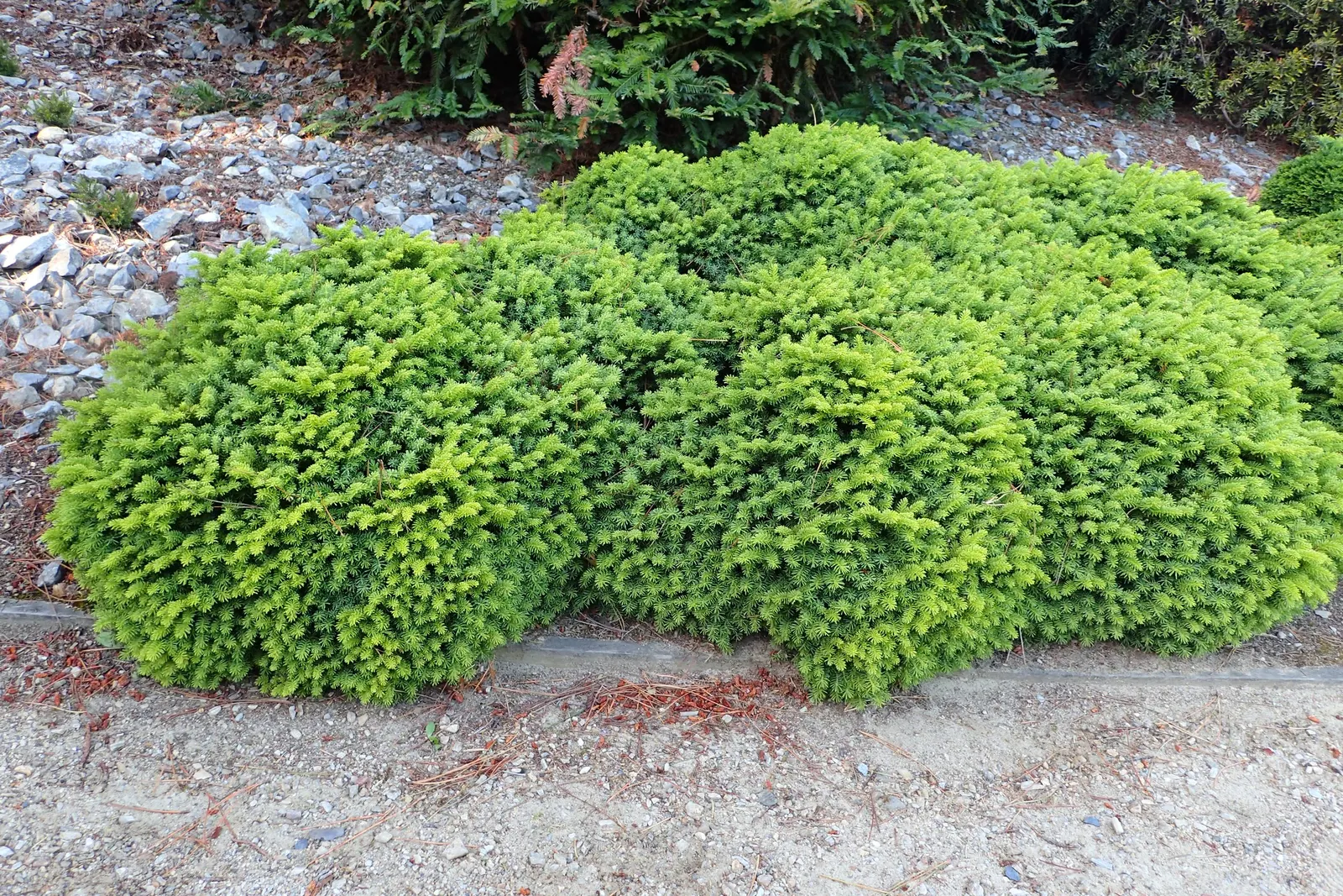 Little Gem Spruce (Picea Abies 'Little Gem') — Hardy in zones 3-8, it requires full sun to partial shade and well-drained soil