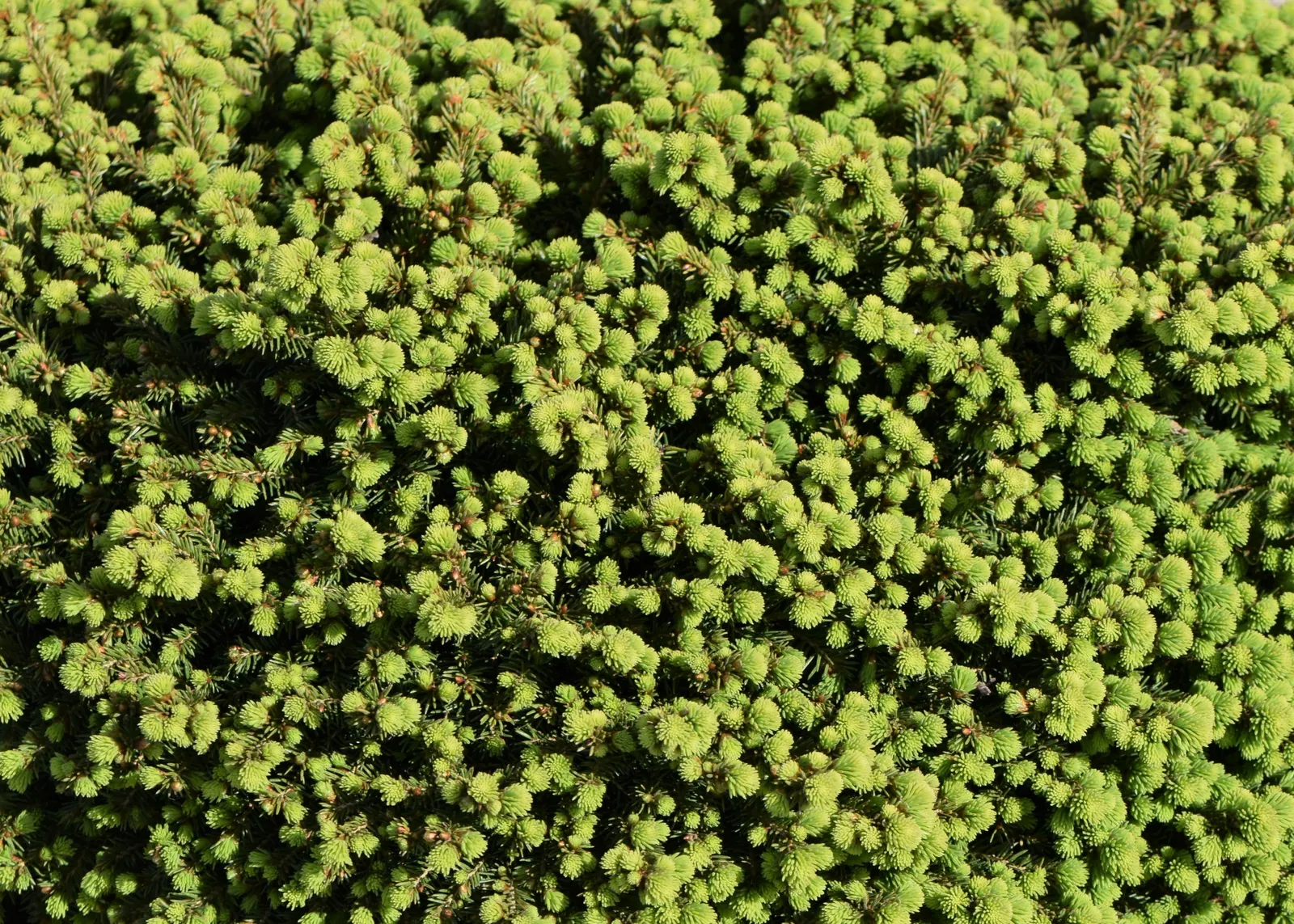 Little Gem Spruce (Picea Abies 'Little Gem') — The Picea abies 'Little Gem' is a dwarf evergreen delight, prized for its compact, mounded form