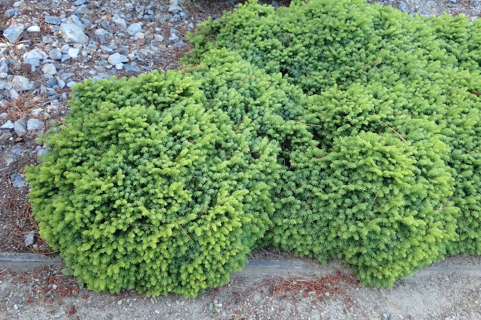 Little Gem Spruce (Picea Abies 'Little Gem') — commonly referred to as the Little Gem Spruce