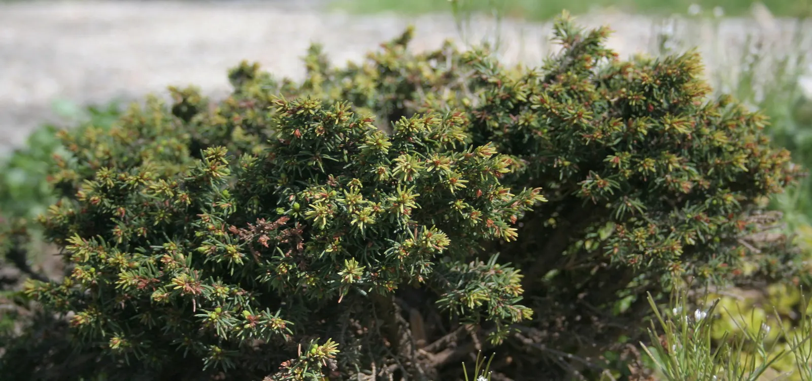 Little Gem Spruce (Picea Abies 'Little Gem') — it reaches a mature height of 1-2 feet and spreads slightly wider at 2-3 feet