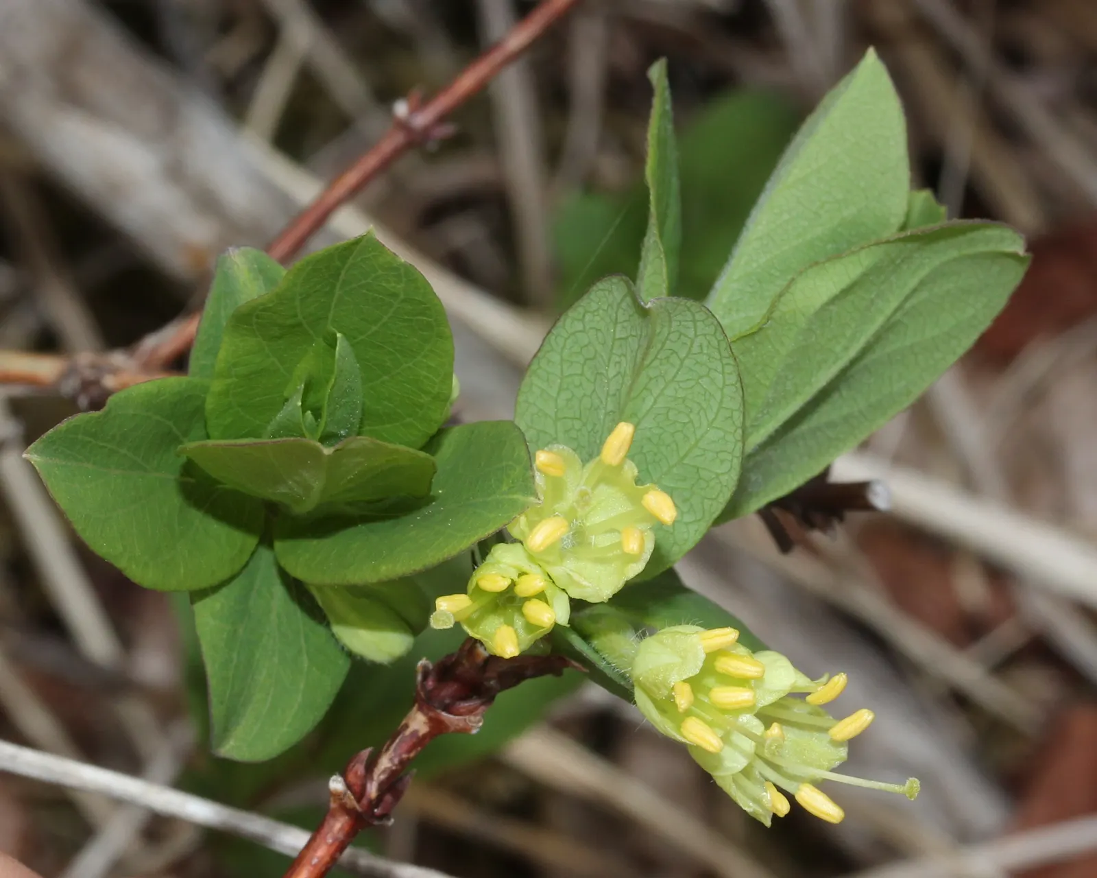 Cinderella Honeyberry (Lonicera Caerulea) — providing an early source of nectar for pollinators; delicate white flowers bloom before the foliage emerges
