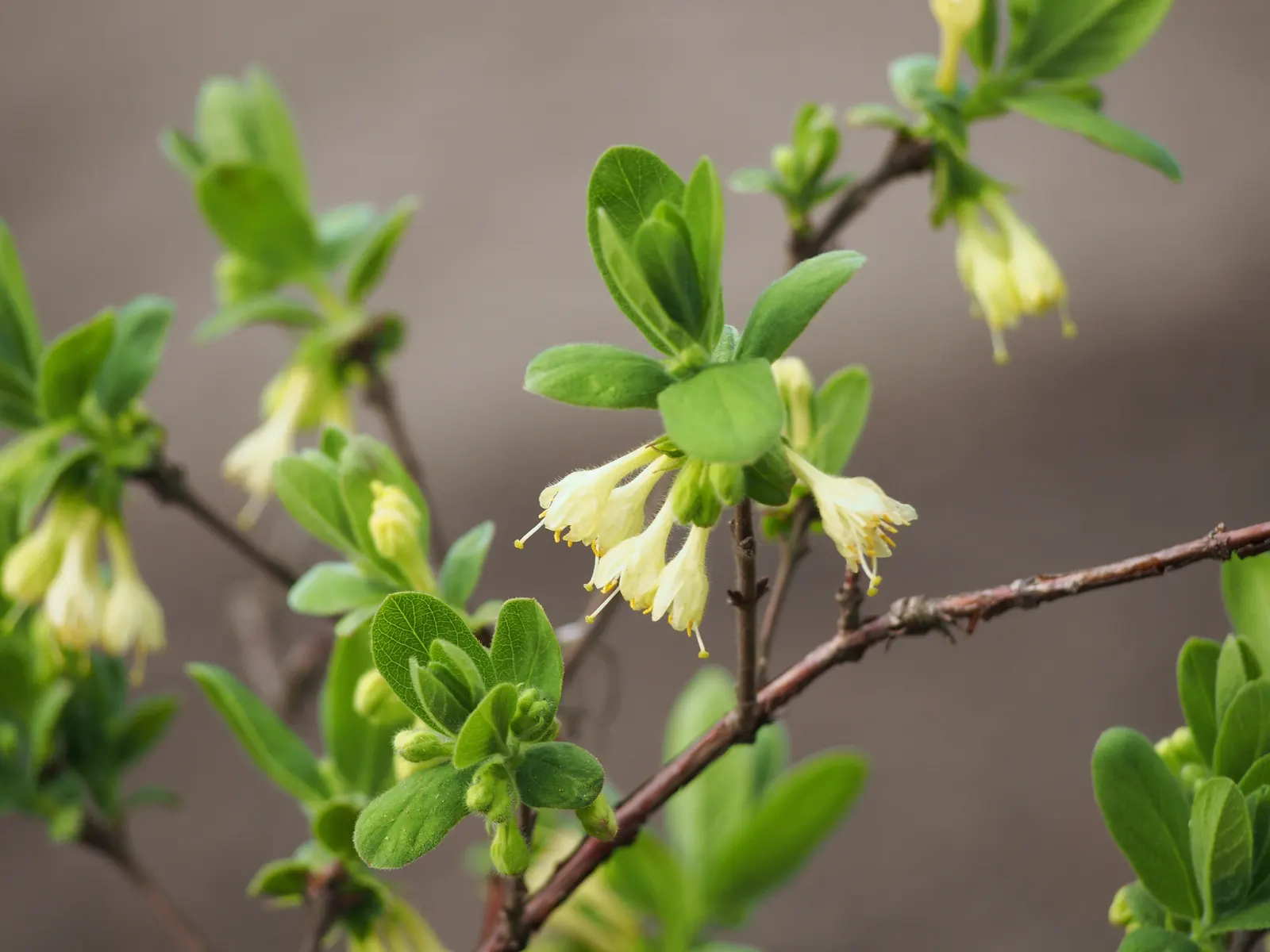Cinderella Honeyberry (Lonicera Caerulea) — Adapted to USDA zones 2 through 7