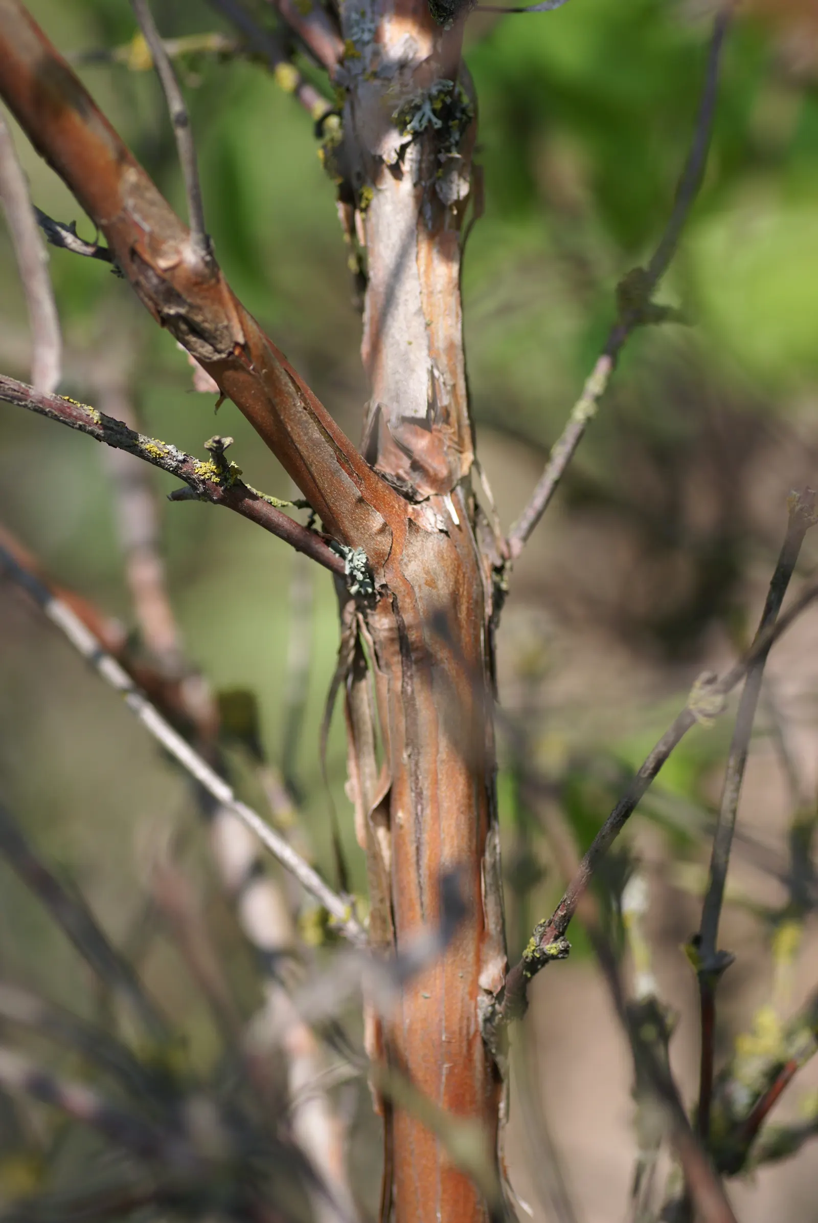 Cinderella Honeyberry (Lonicera Caerulea) — Perfect for small spaces and edible landscapes, plant in pairs for pollination; thrives in USDA Zones 3-8