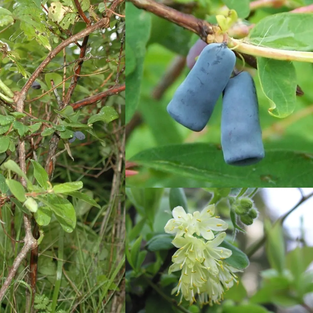 Cinderella Honeyberry (Lonicera Caerulea) — Boasts oblong blueberry-like fruits with a tangy-sweet flavor, ripening in late spring