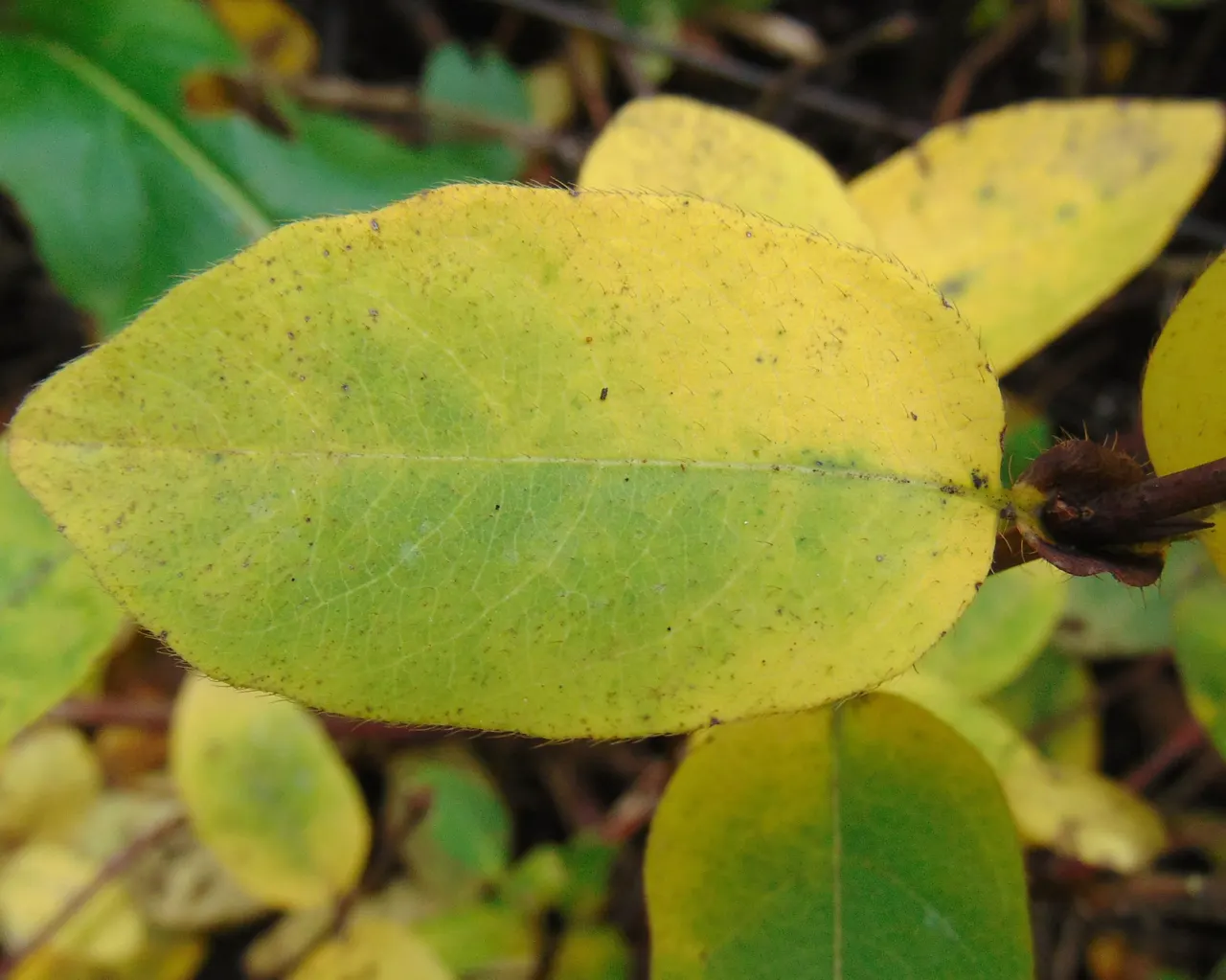 Cinderella Honeyberry (Lonicera Caerulea) — providing an early source of nectar for pollinators