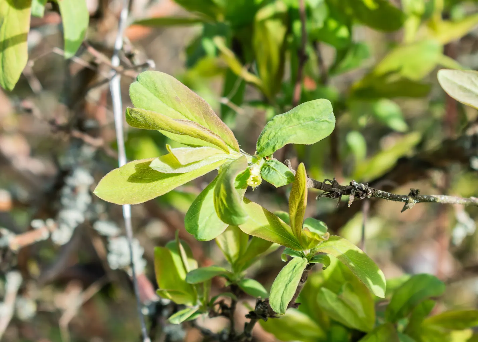 Cinderella Honeyberry (Lonicera Caerulea) — This will ensure optimal fruit production and contribute to a fruitful garden experience for the client, image 41