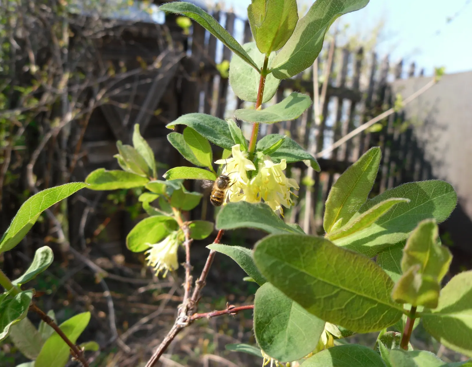 Cinderella Honeyberry (Lonicera Caerulea) — shrub / vine with multi-colored and red and yellow blooms