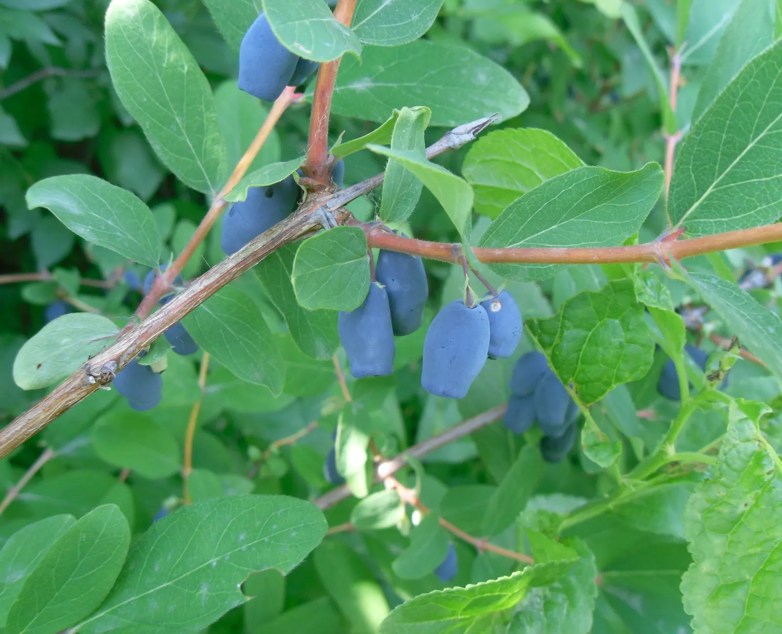 Cinderella Honeyberry (Lonicera Caerulea) — the shrub produces an abundant crop of elongated; shrub / vine with multi-colored and red and yellow blooms