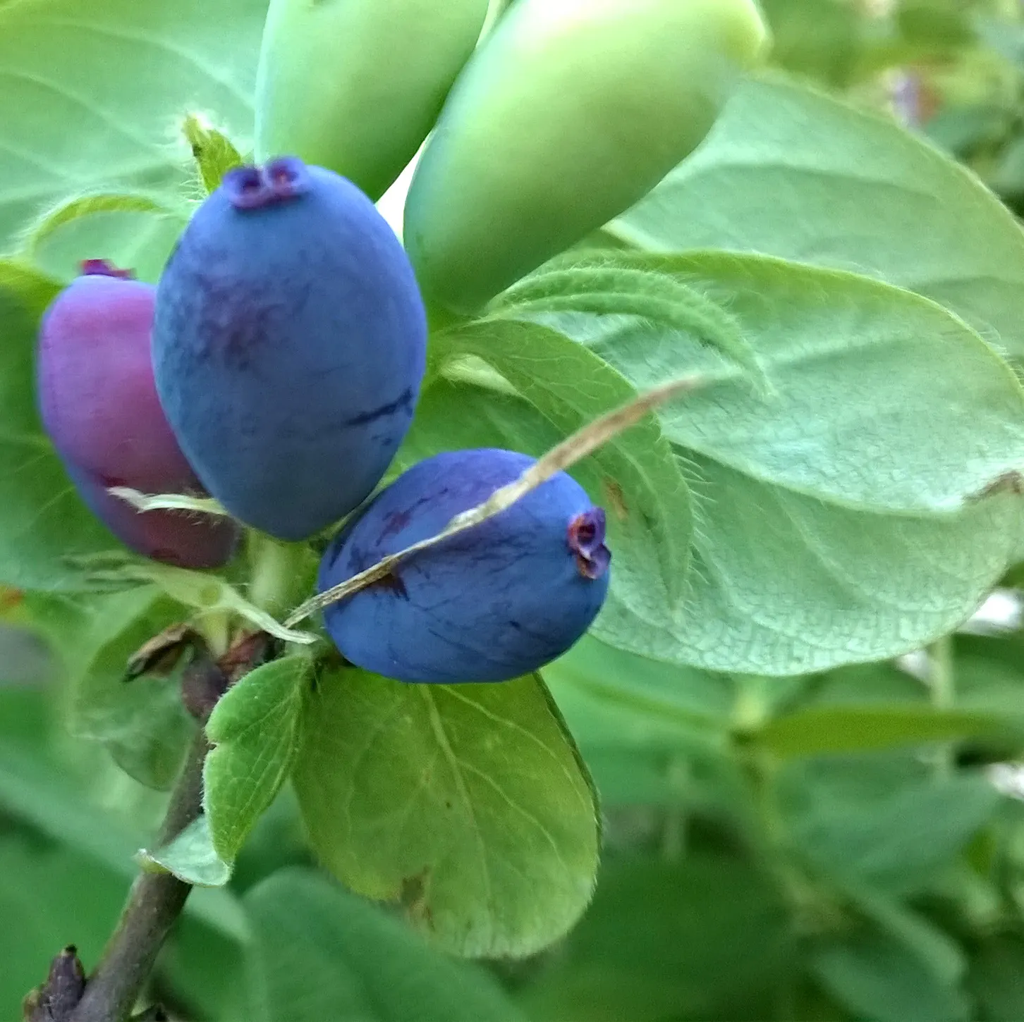 Cinderella Honeyberry (Lonicera Caerulea) — Cinderella Honeyberry's leaves are a lustrous green; adapted to USDA zones 2 through 7