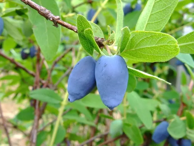 Cinderella Honeyberry (Lonicera Caerulea) — is a compact deciduous shrub that provides both aesthetic charm and delicious edible berries; boasts oblong