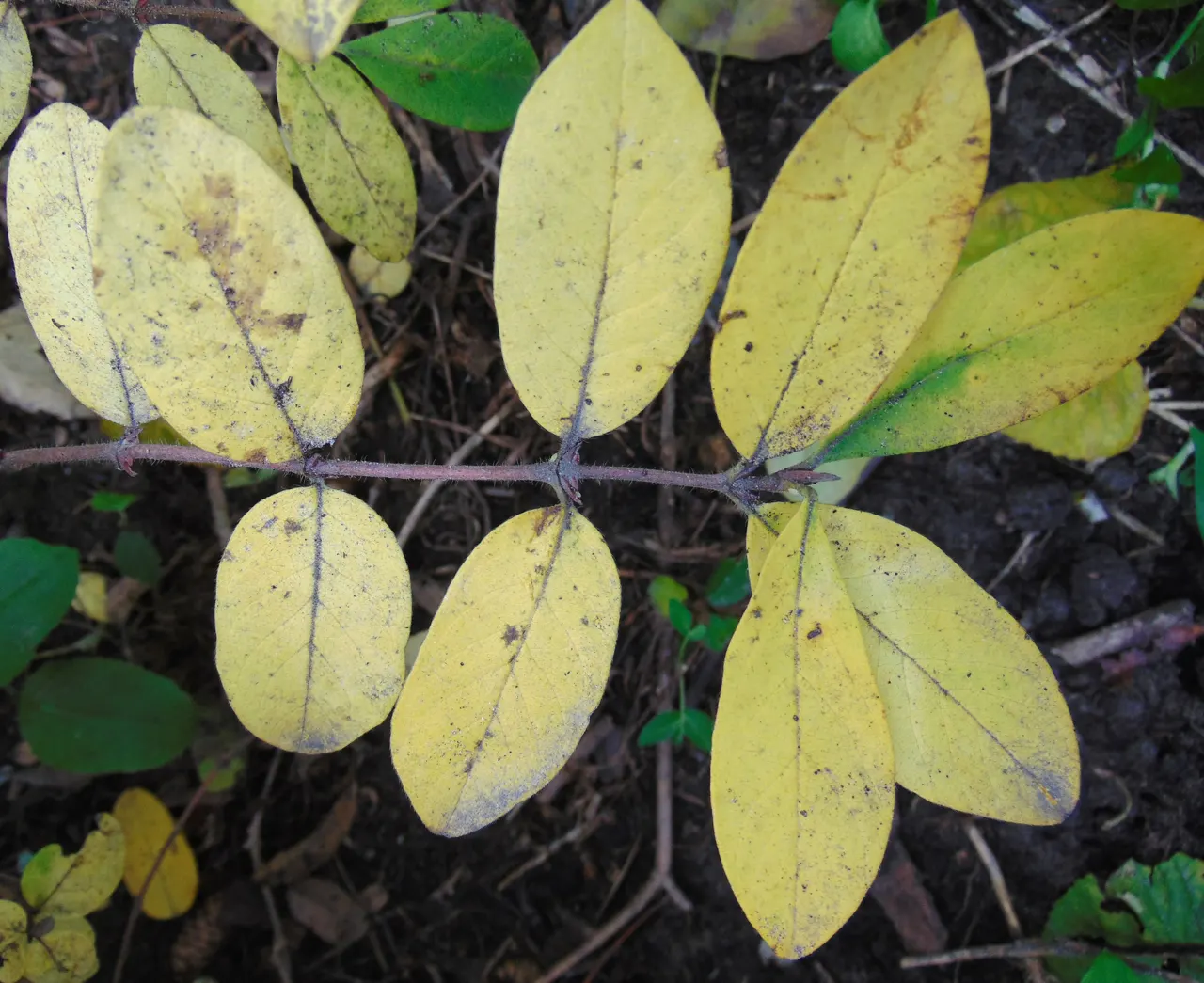 Cinderella Honeyberry (Lonicera Caerulea) — ensure cross-pollination by planting it alongside another compatible honeyberry variety