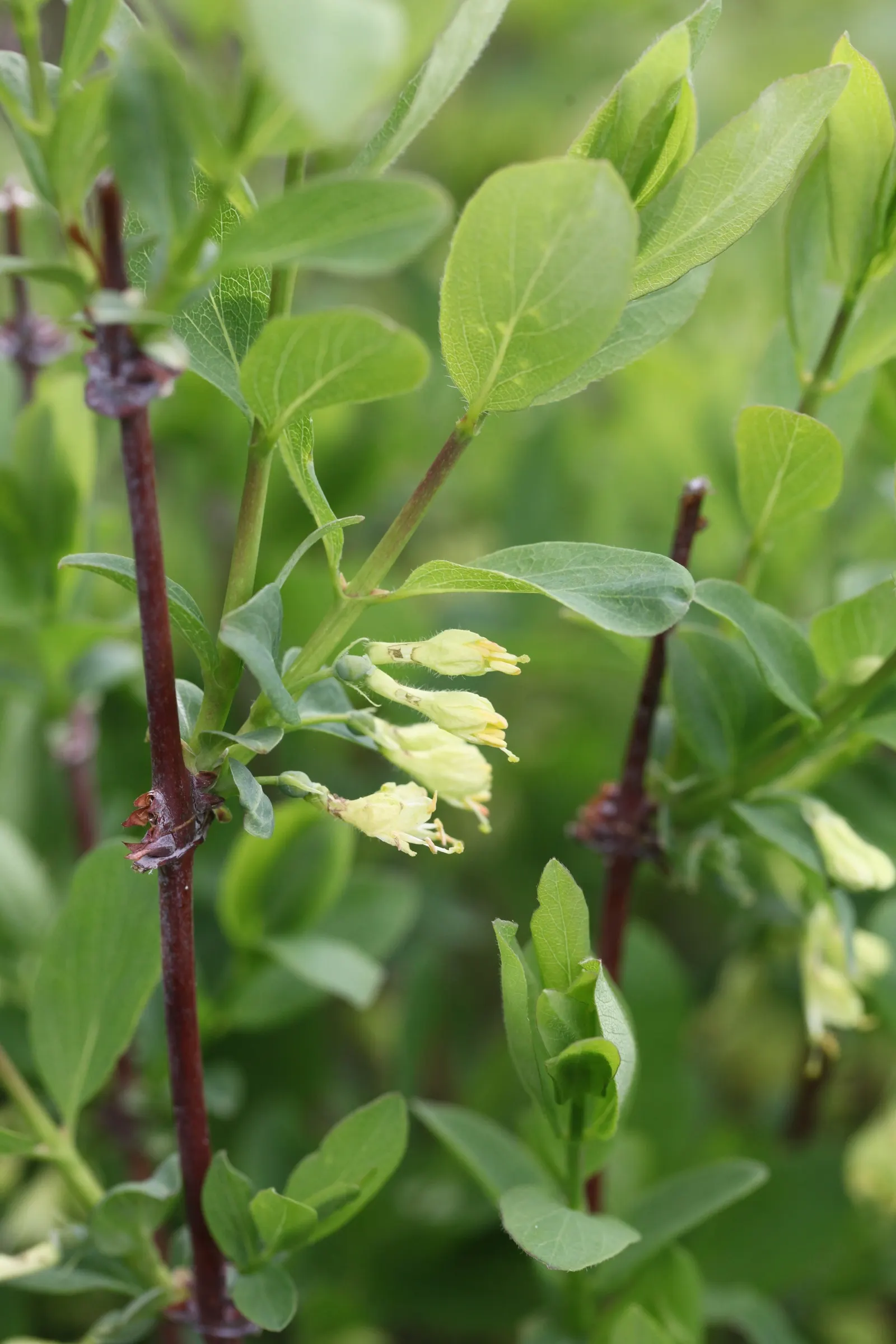 Cinderella Honeyberry (Lonicera Caerulea) — the shrub produces an abundant crop of elongated
