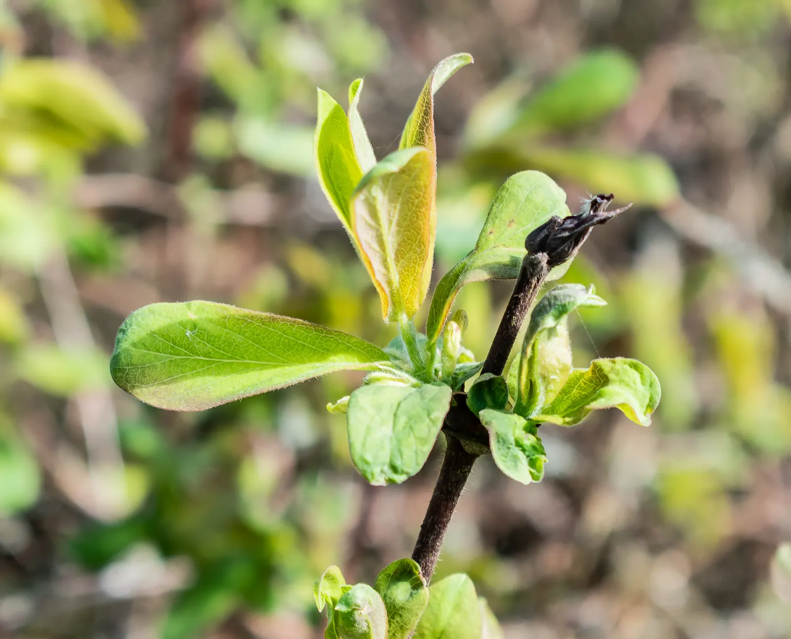 Cinderella Honeyberry (Lonicera Caerulea) — contributing to a lush appearance throughout the growing season.<br><br>In early spring