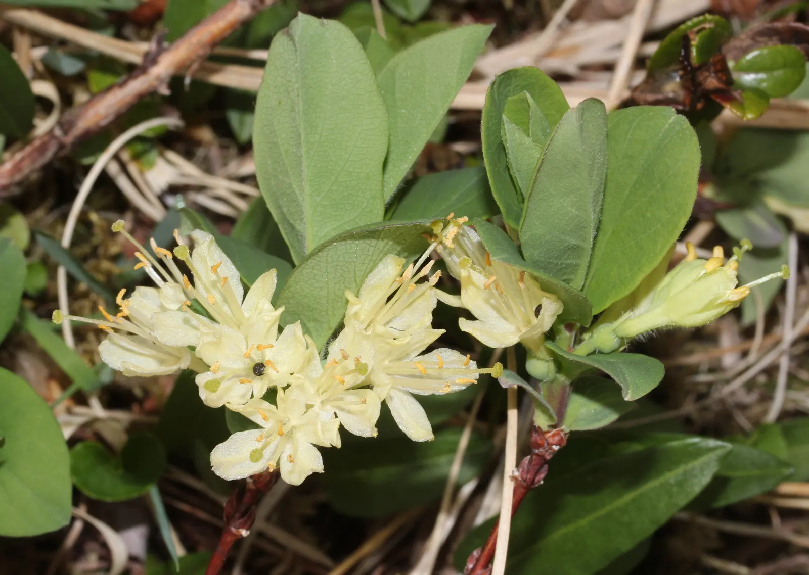 Cinderella Honeyberry (Lonicera Caerulea) — Perfect for small spaces and edible landscapes, plant in pairs for pollination