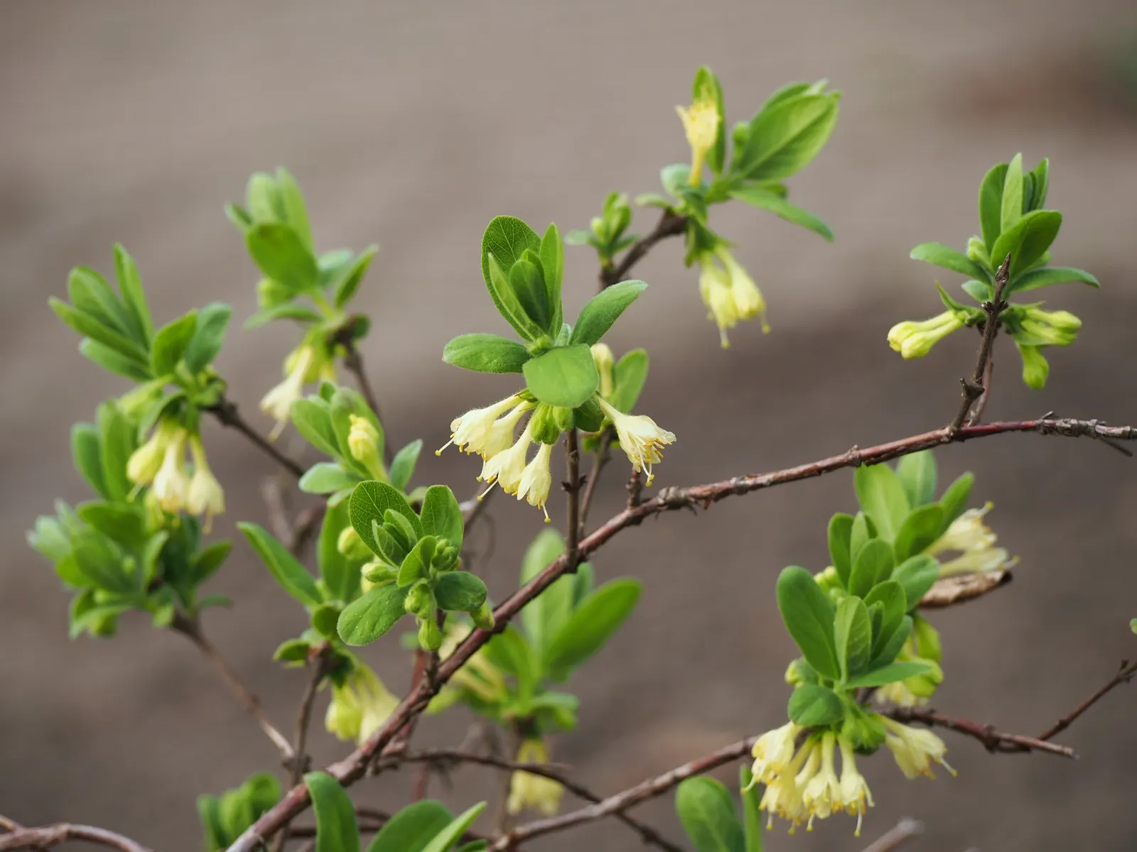 Cinderella Honeyberry (Lonicera Caerulea) — this hardy cultivar thrives in a wide range of climates and performs best in full sun to partial shade