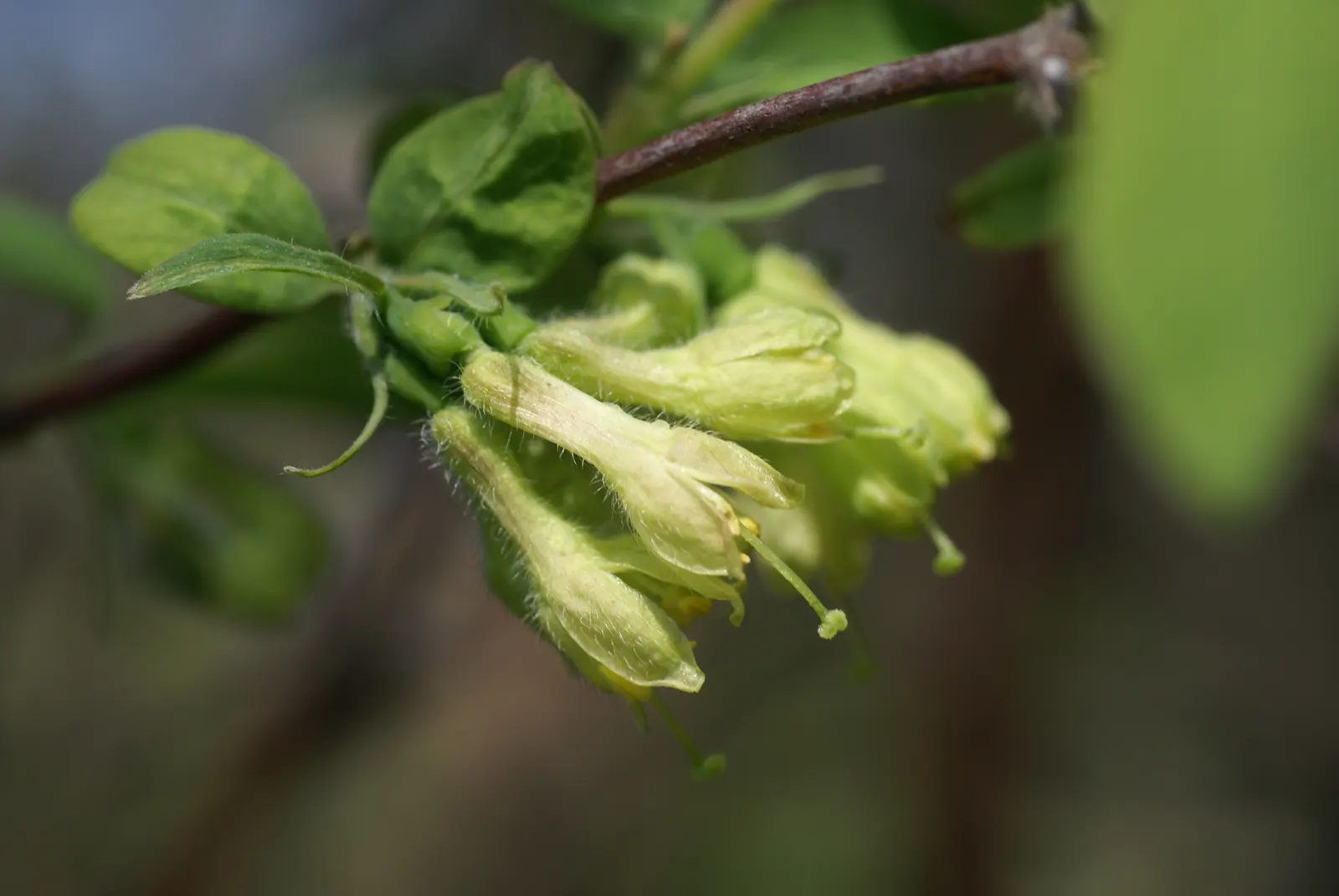 Cinderella Honeyberry (Lonicera Caerulea) — making it an excellent choice for small gardens or as a border plant; the Cinderella Honeyberry (Lonicera caerulea)