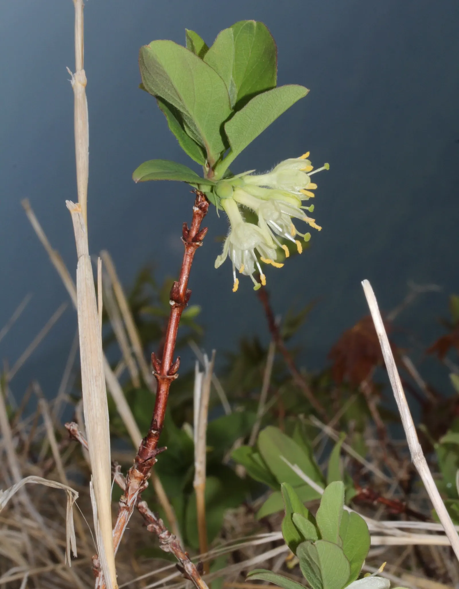 Cinderella Honeyberry (Lonicera Caerulea) — roughly 1 to 1.5 inches long; or Lonicera caerulea 'Cinderella'