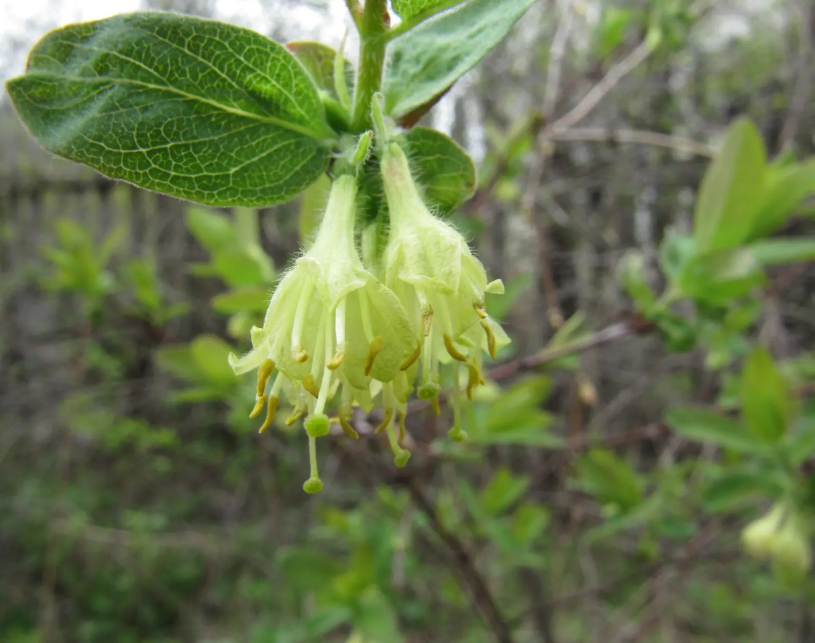 Cinderella Honeyberry (Lonicera Caerulea) — making it an excellent choice for small gardens or as a border plant