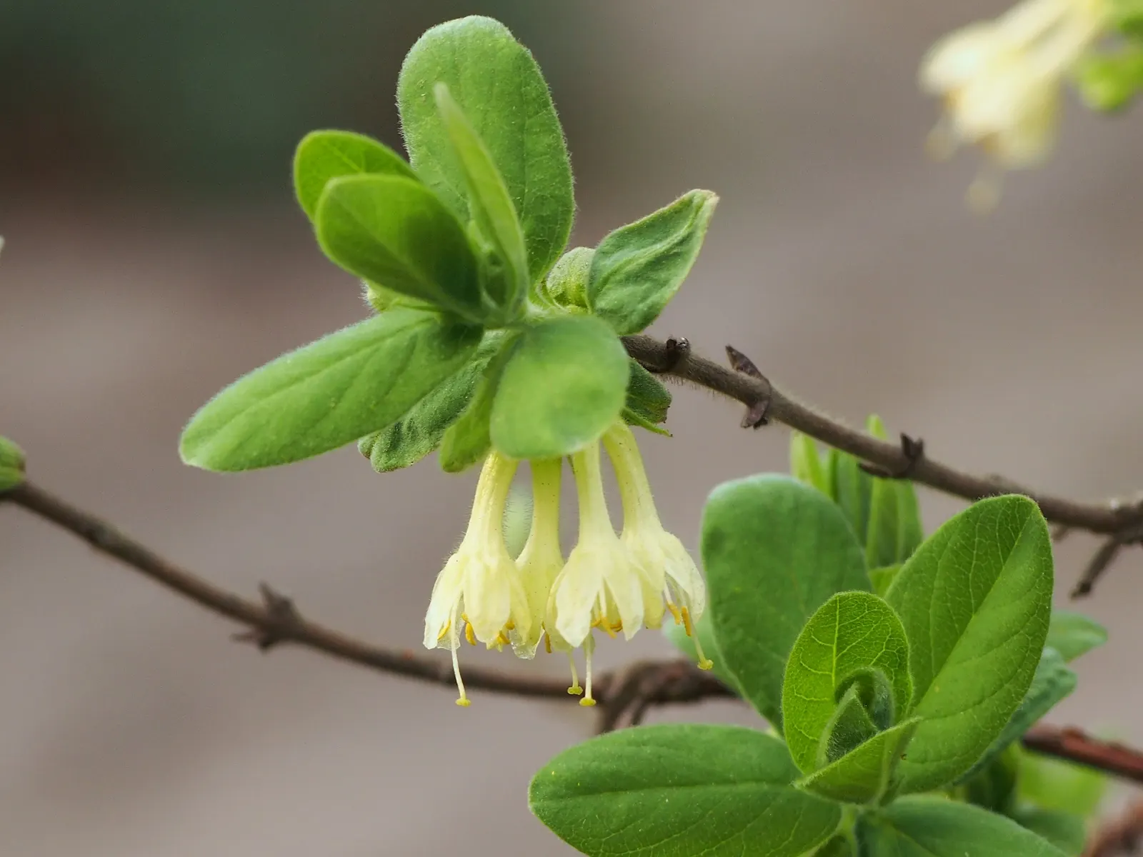 Cinderella Honeyberry (Lonicera Caerulea) — or Lonicera caerulea 'Cinderella'