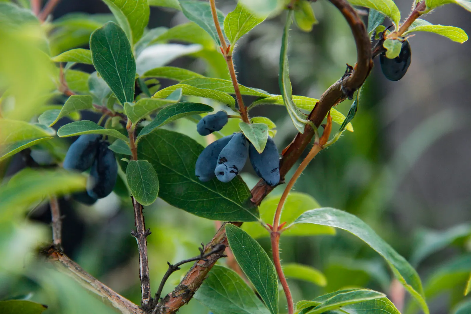 Cinderella Honeyberry (Lonicera Caerulea) — delicate white flowers bloom before the foliage emerges