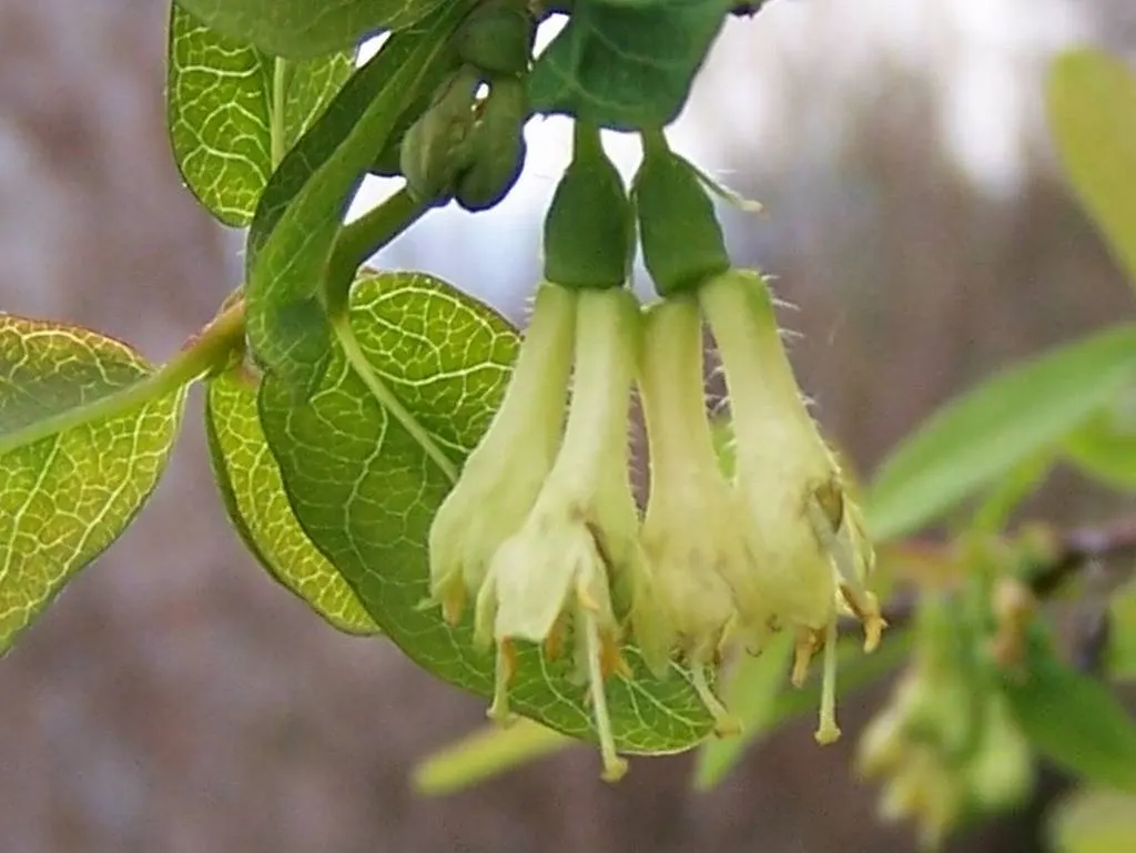Cinderella Honeyberry (Lonicera Caerulea) — The Cinderella Honeyberry (Lonicera caerulea) is a cold-hardy shrub reaching 3 feet high and wide; perfect for