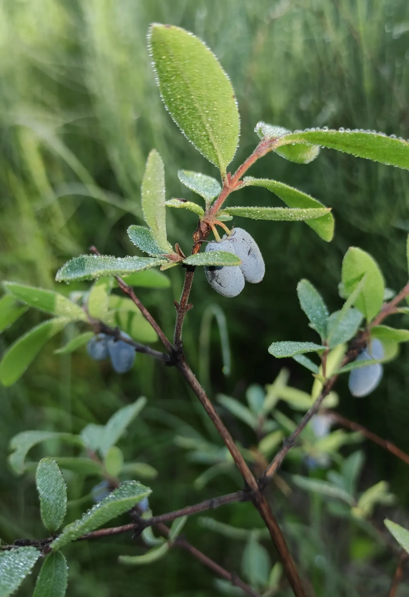 Cinderella Honeyberry (Lonicera Caerulea) — multi-colored and red and yellow flowers in the garden