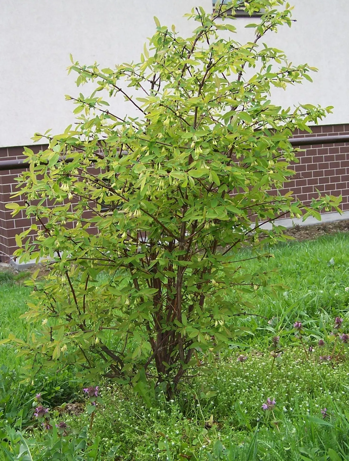 Cinderella Honeyberry (Lonicera Caerulea) — Adapted to USDA zones 2 through 7; this hardy cultivar thrives in a wide range of climates and performs best in