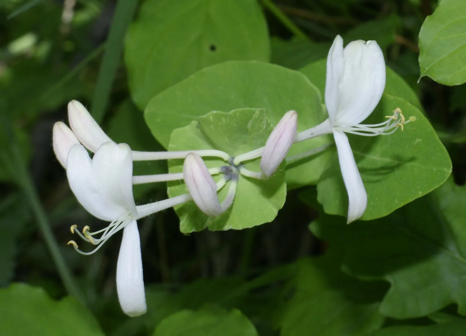 Cinderella Honeyberry (Lonicera Caerulea) — contributing to a lush appearance throughout the growing season.<br><br>In early spring; shrub / vine for full or
