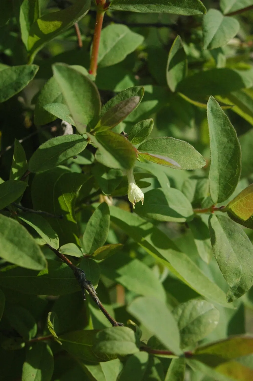Cinderella Honeyberry (Lonicera Caerulea) — or Lonicera caerulea 'Cinderella'; roughly 1 to 1.5 inches long
