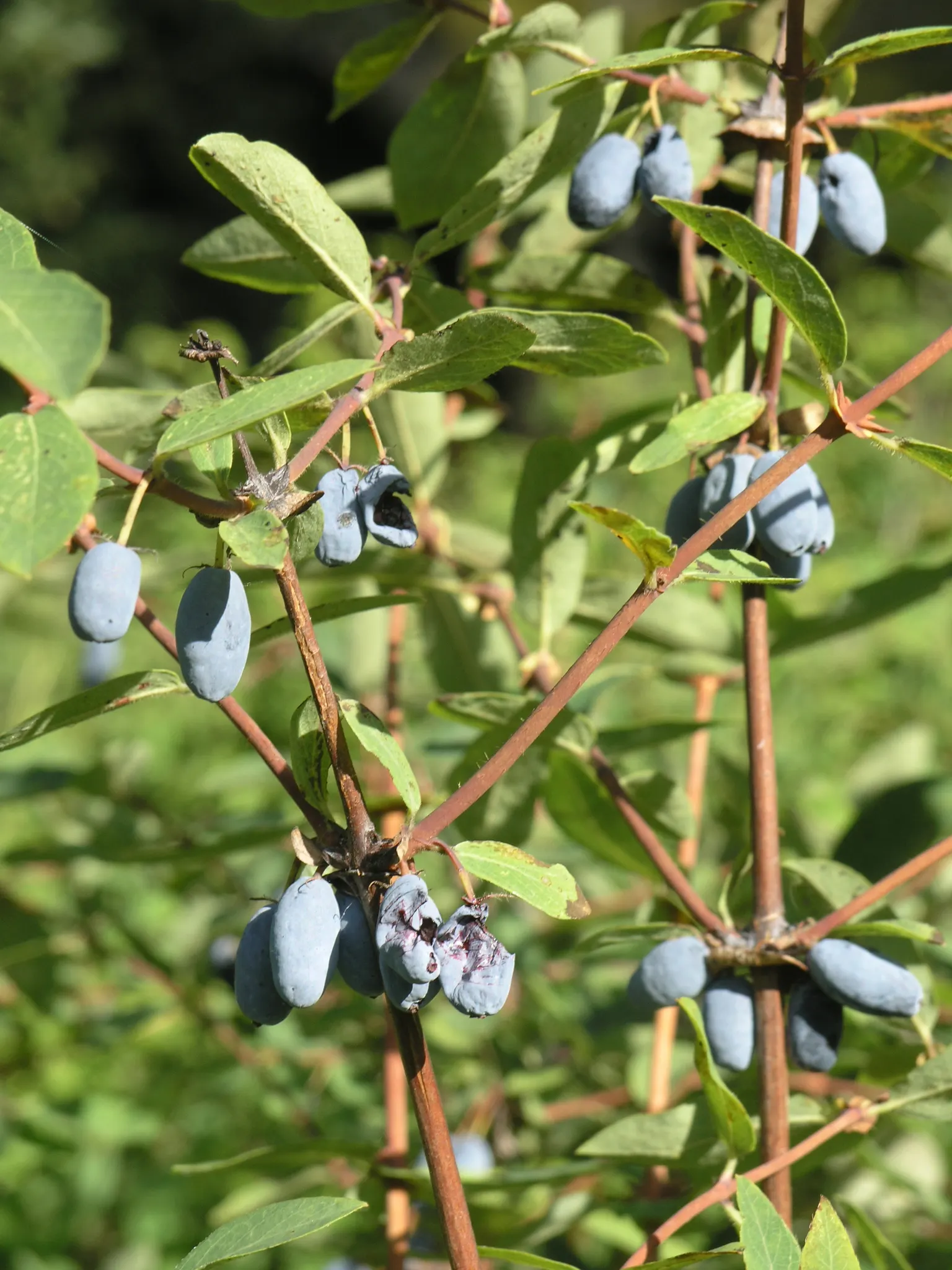 Cinderella Honeyberry (Lonicera Caerulea) — The Cinderella Honeyberry (Lonicera caerulea) is a cold-hardy shrub reaching 3 feet high and wide