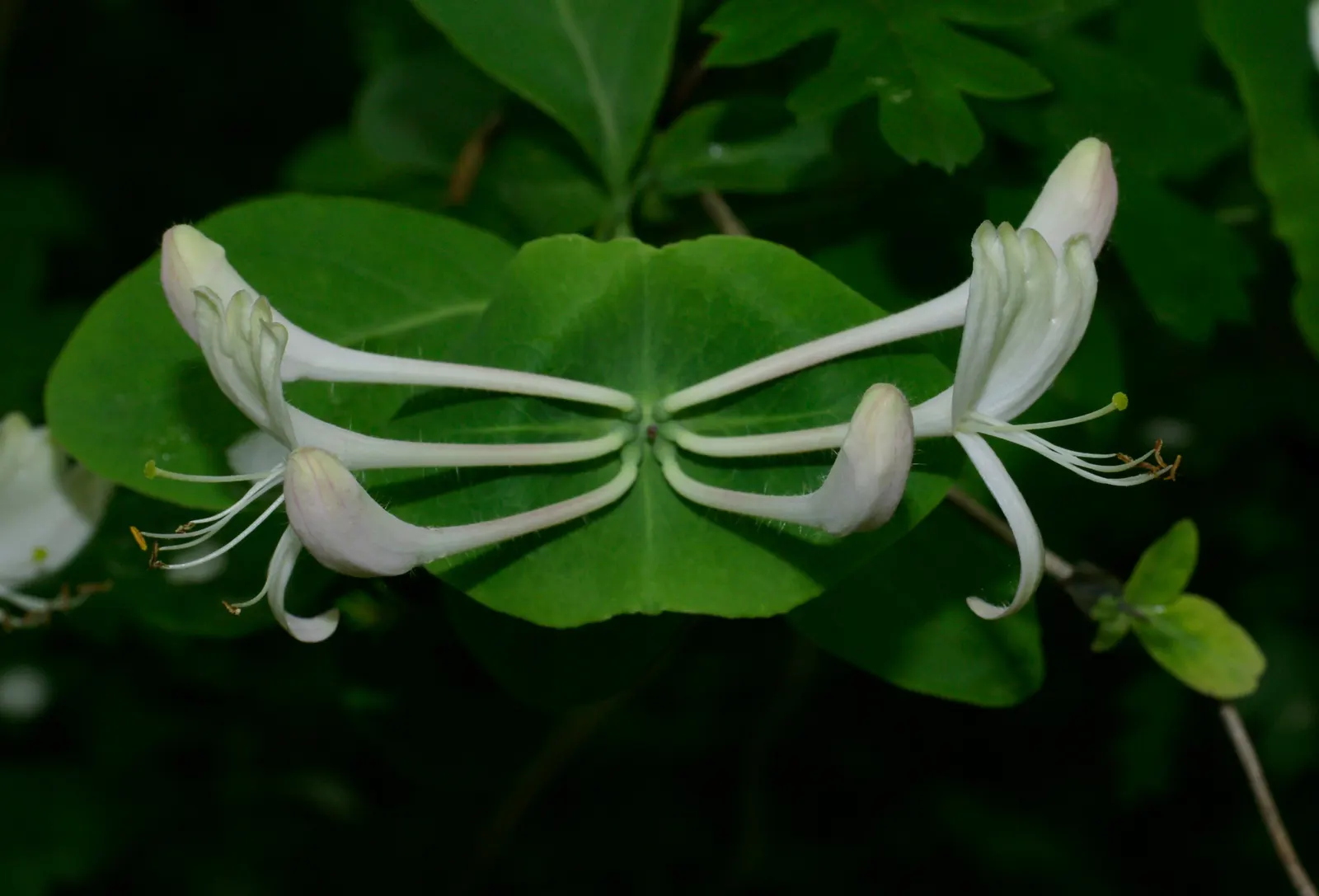 Cinderella Honeyberry (Lonicera Caerulea) — and generally 2 to 3 inches long; providing an early source of nectar for pollinators