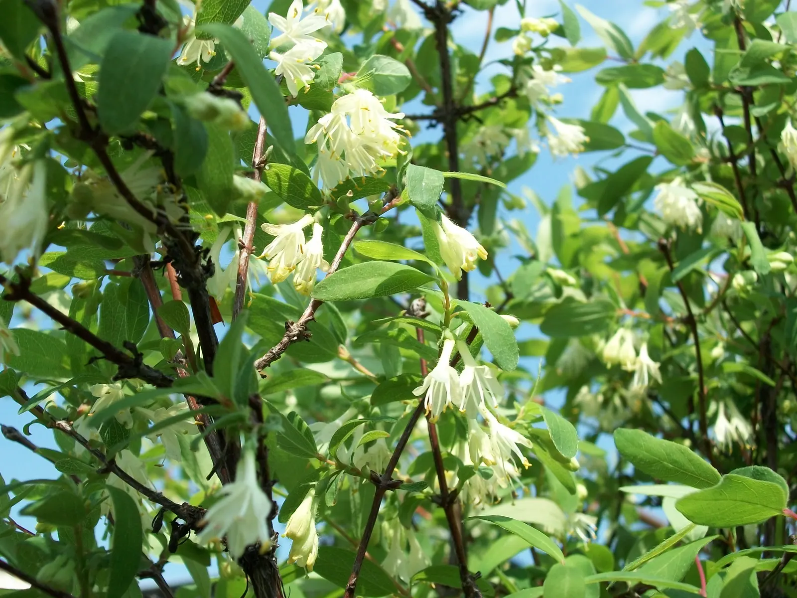 Cinderella Honeyberry (Lonicera Caerulea) — A beautiful and bountiful addition offering white flowers and lush green foliage; making it an excellent choice for