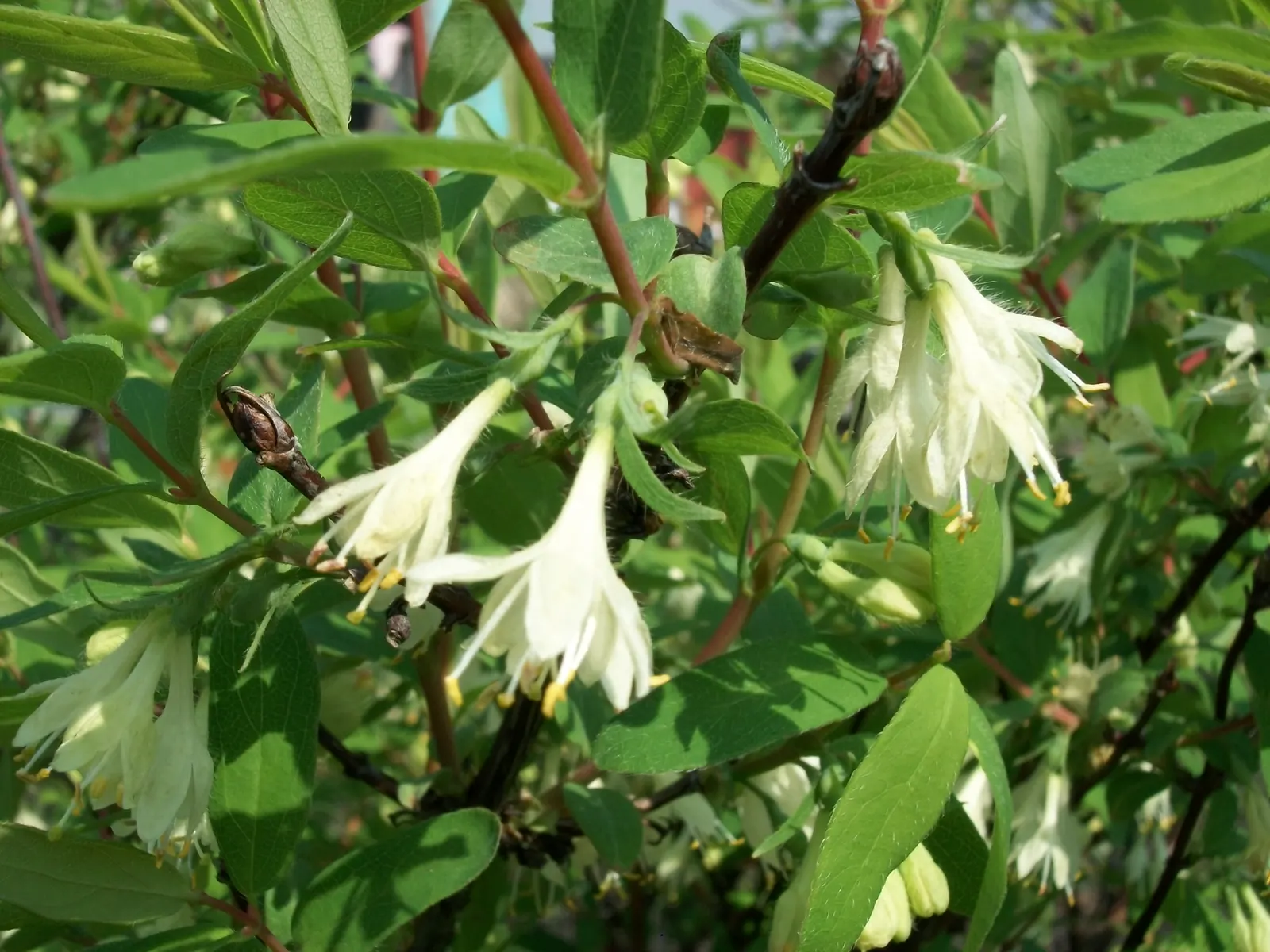 Cinderella Honeyberry (Lonicera Caerulea) — Cinderella Honeyberry's leaves are a lustrous green