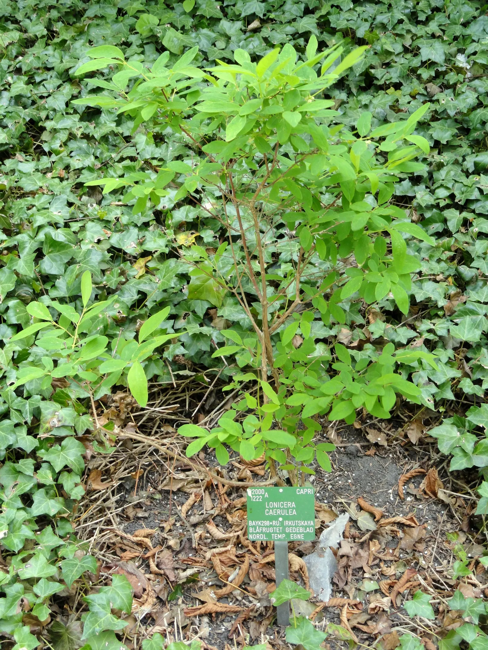 Cinderella Honeyberry (Lonicera Caerulea) — Thrives in USDA Zones 3-8, preferring well-drained soil and full sun to part shade